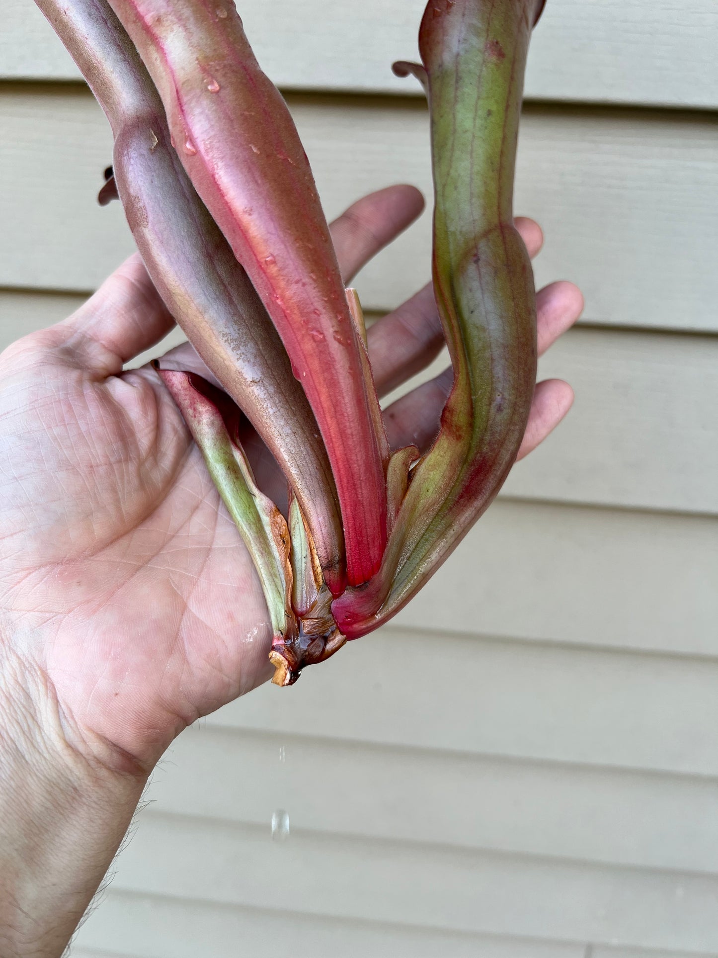 Heliamphora “Nutans Giant” x (tatei x folliculata) SG 8.14.19 LC1 - Division B