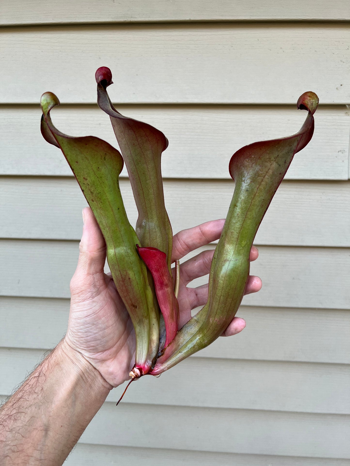 Heliamphora “Nutans Giant” x (tatei x folliculata) SG 8.14.19 LC1 - Division A