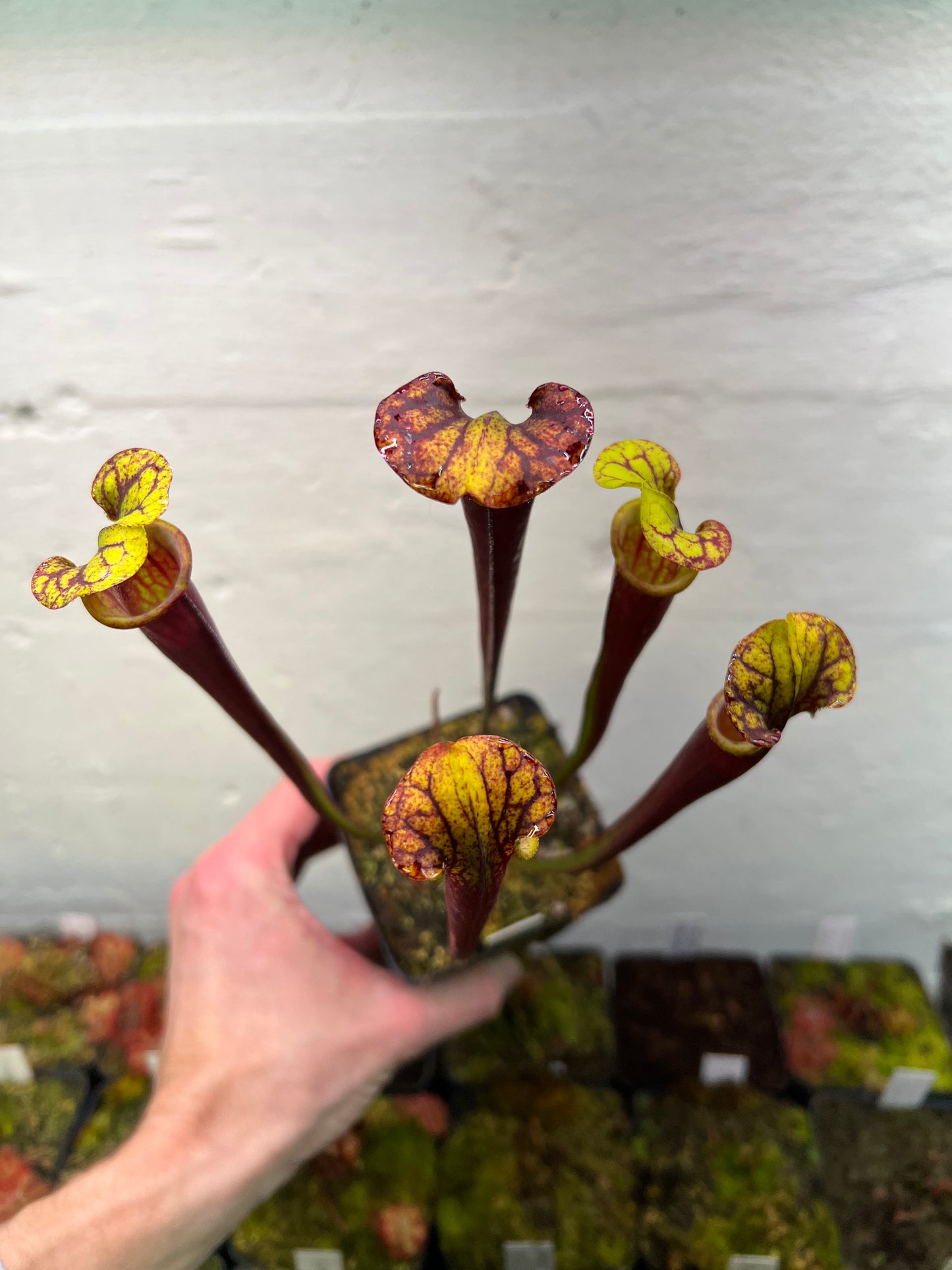 Sarracenia flava var. rubricorpora (Liberty Co, FL) - Seed Grown #3