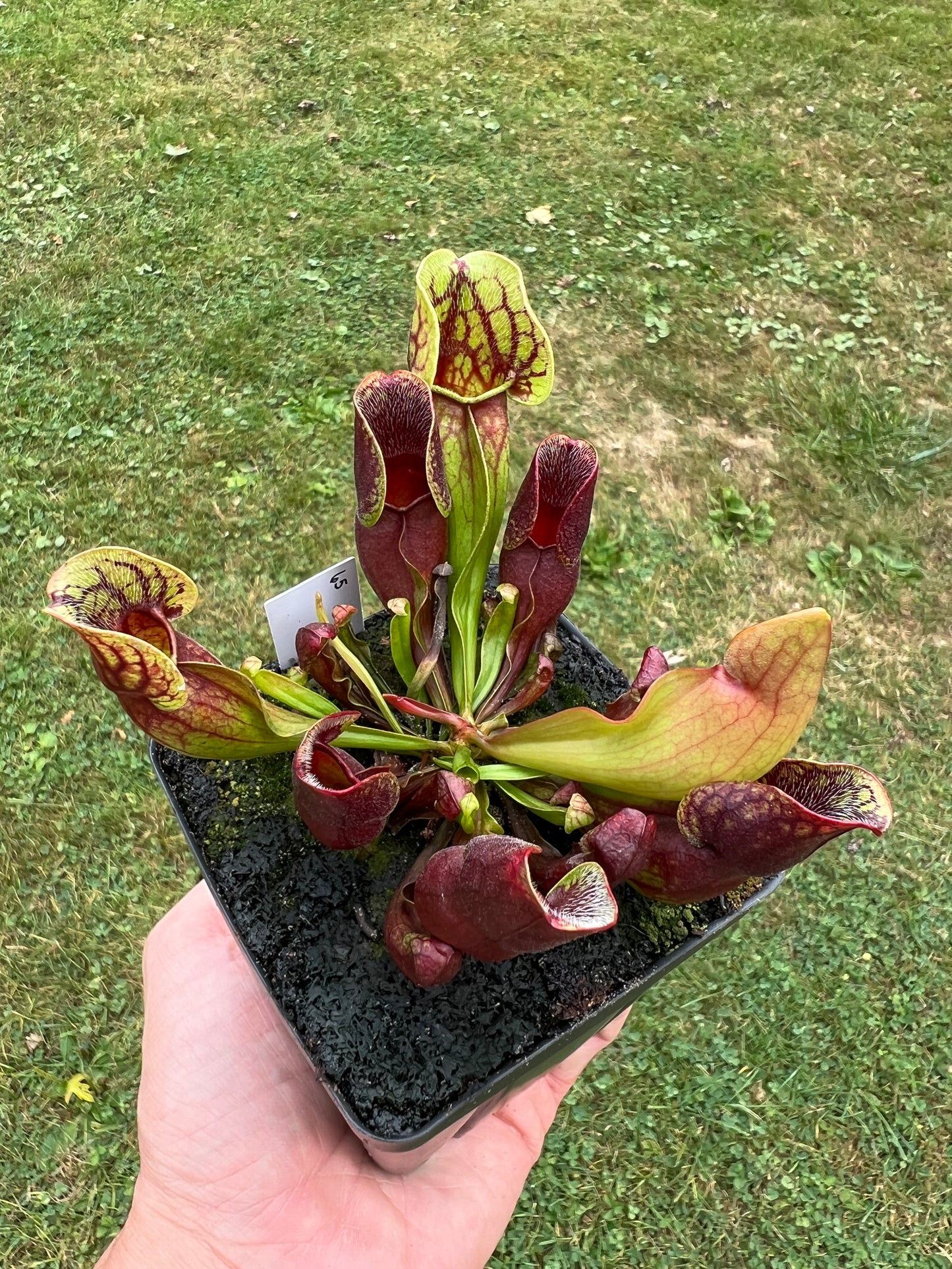 Sarracenia purpurea ssp. purpurea (Centre Co, PA) - Seed Grown #65