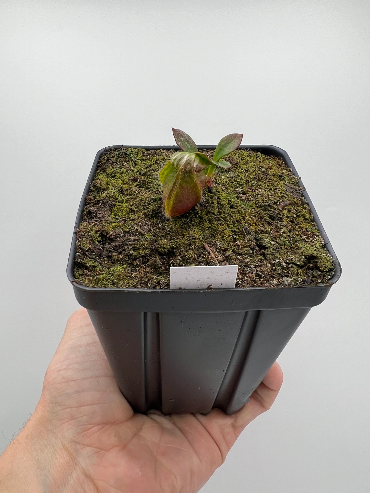 Cephalotus follicularis “Purple/Black” - Eric Smooth