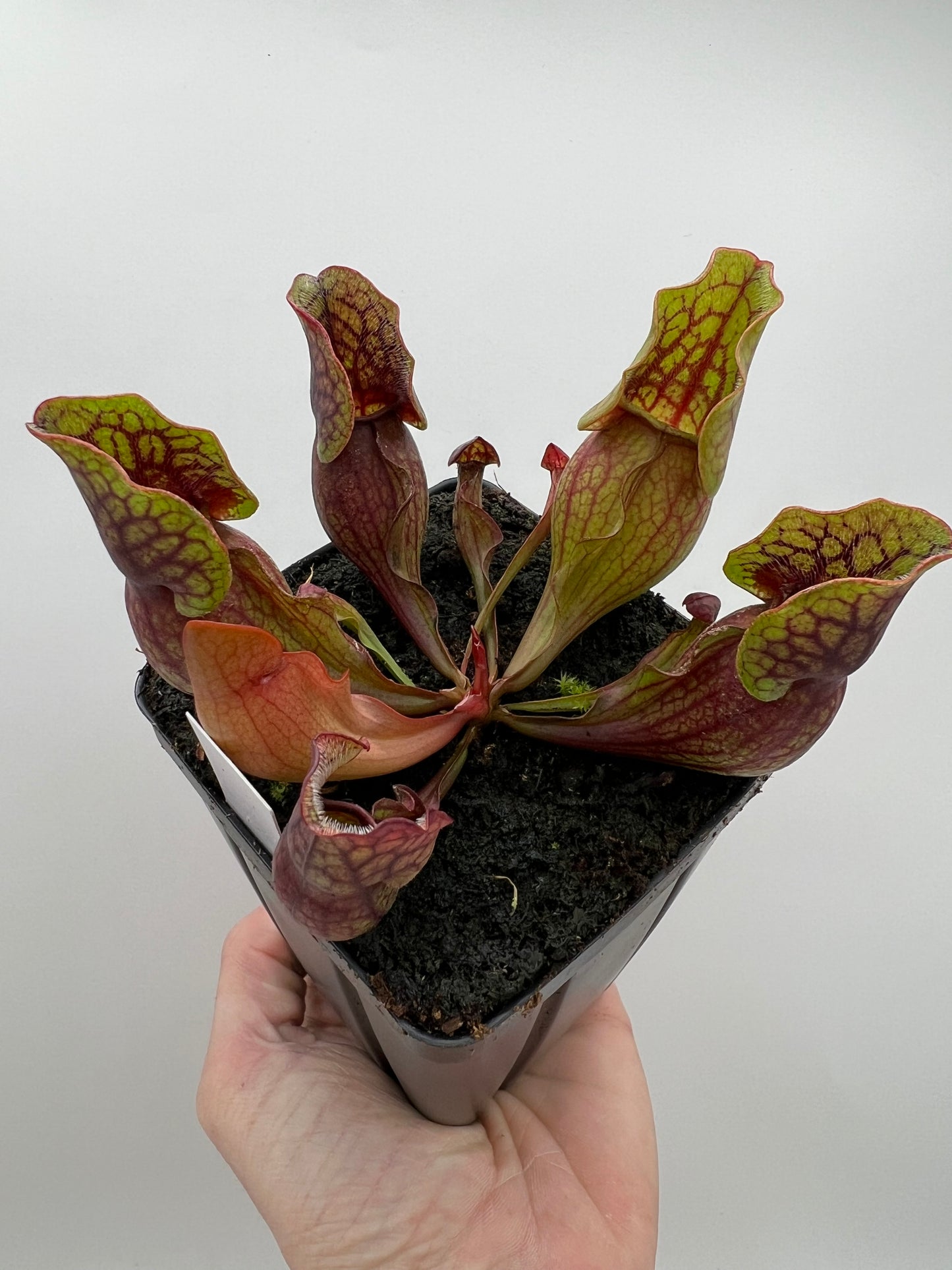 Sarracenia purpurea ssp. purpurea (Norfolk Co, MA) x (Bruce Co, Ontario Canada) - Seed Grown #8