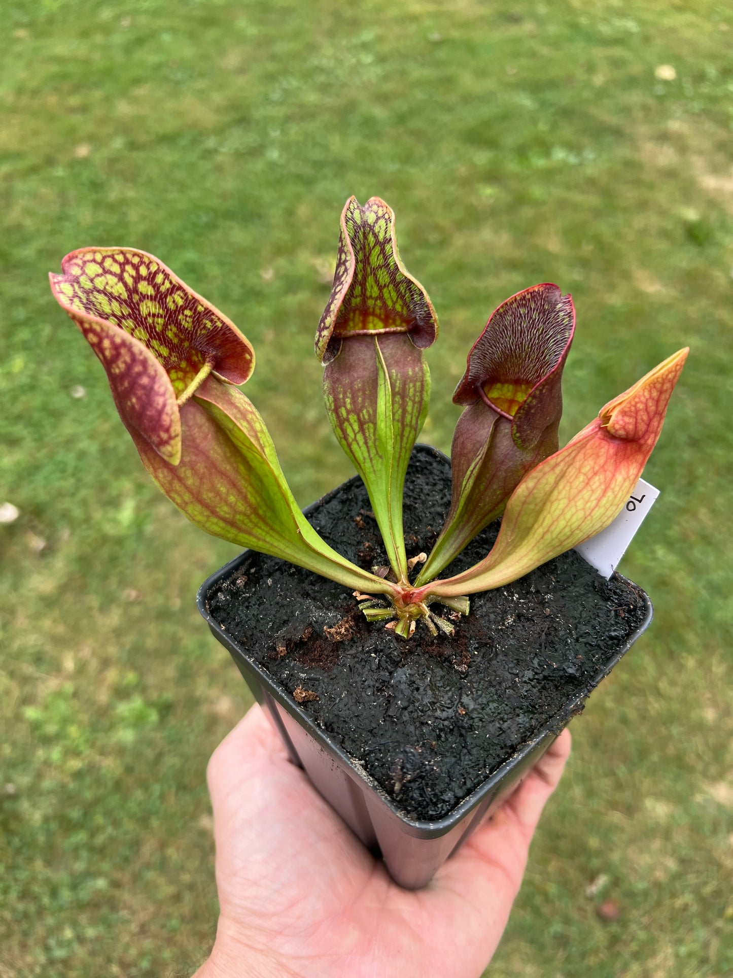 Sarracenia purpurea ssp. purpurea (Centre Co, PA) - Seed Grown #70