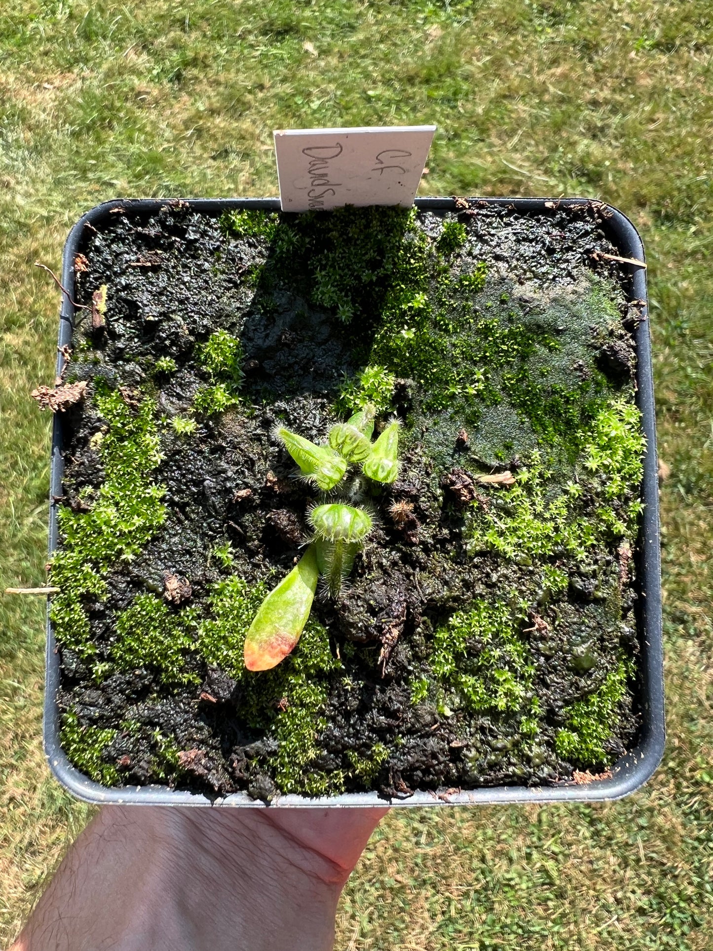 Cephalotus follicularis “David Švarc Black”