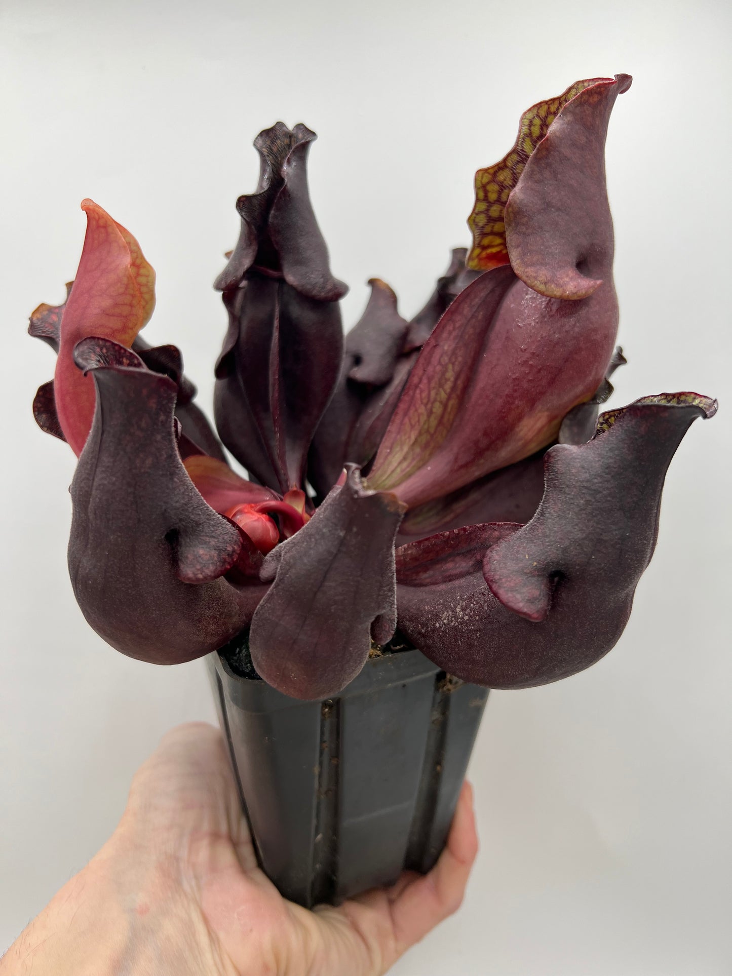 Sarracenia purpurea ssp. purpurea “Special” #5