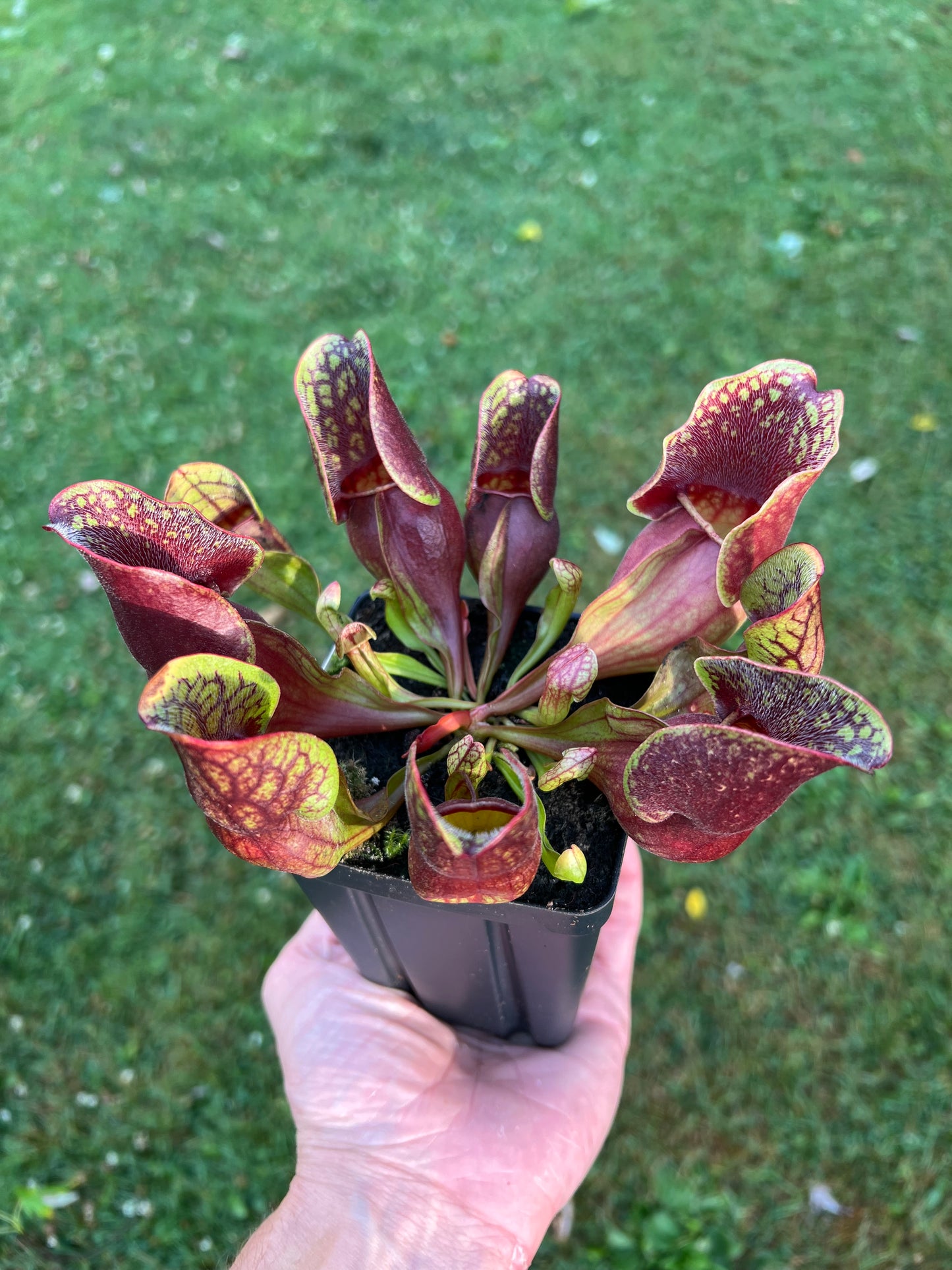 Sarracenia purpurea ssp. purpurea (Centre Co, PA) - Seed Grown #45