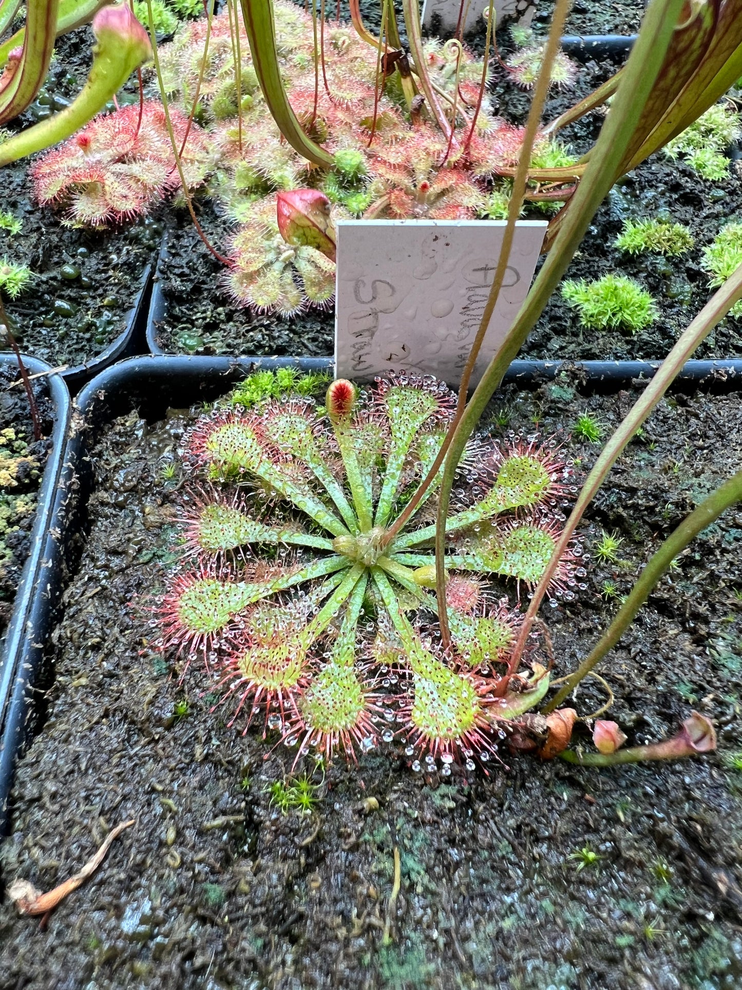 Drosera - Roundleaf Sundew, Single, Bare Root