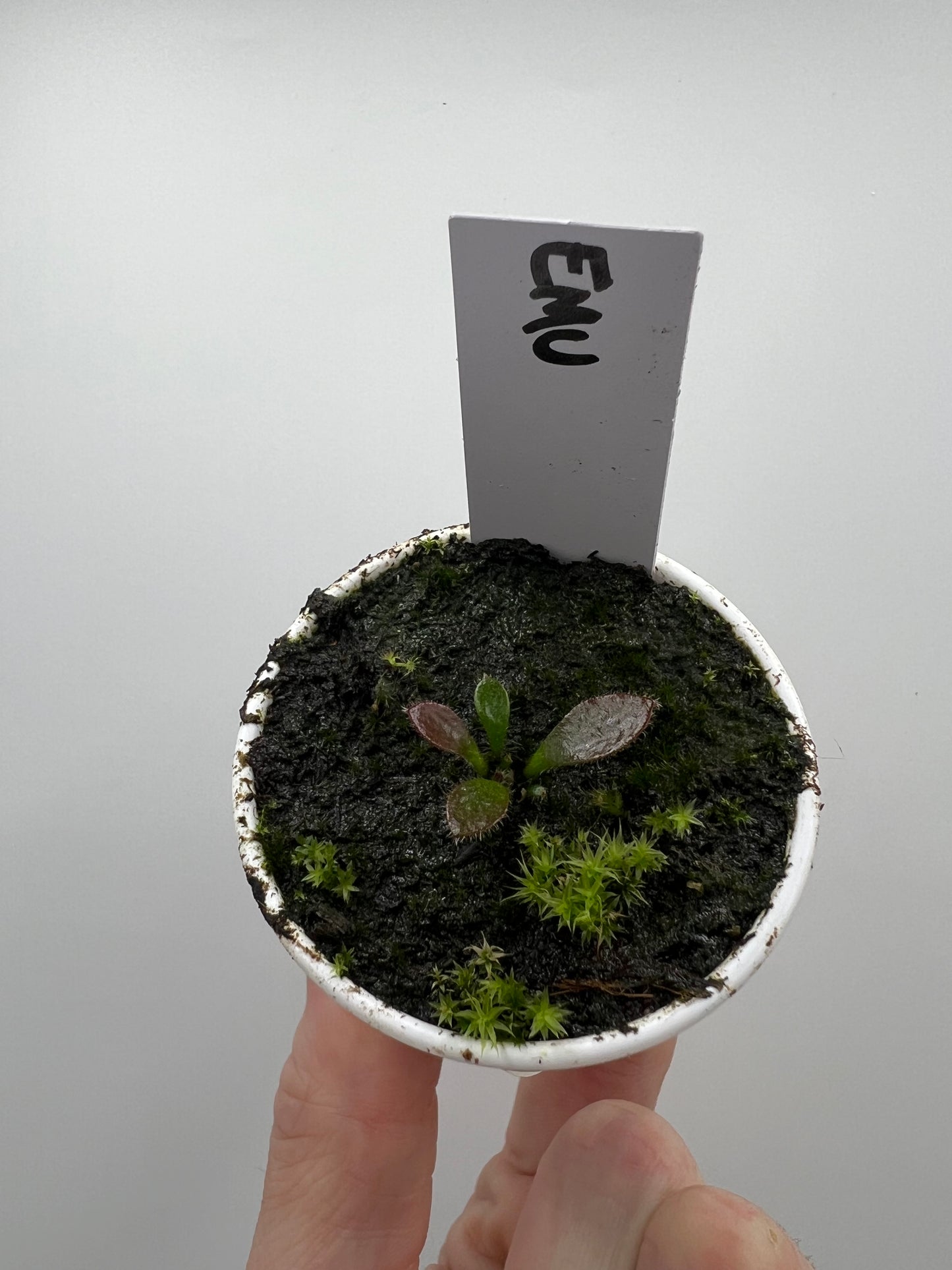 Cephalotus follicularis “Emu Pointe”