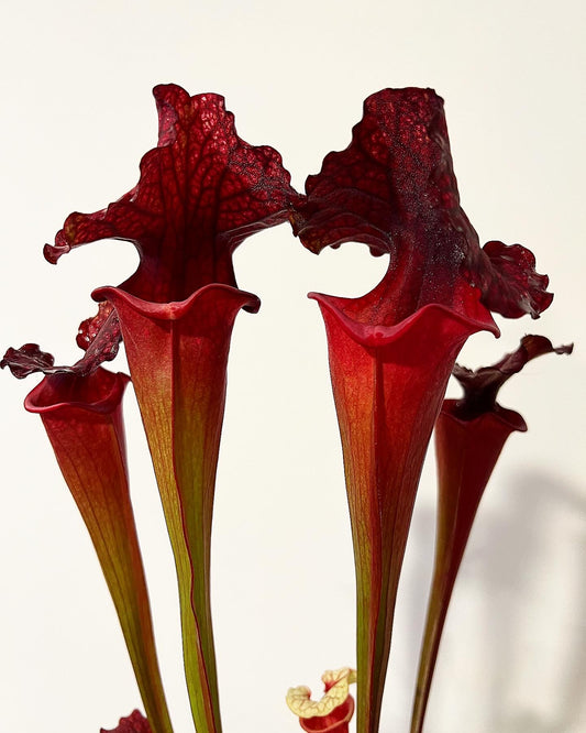 Sarracenia “Moltres”