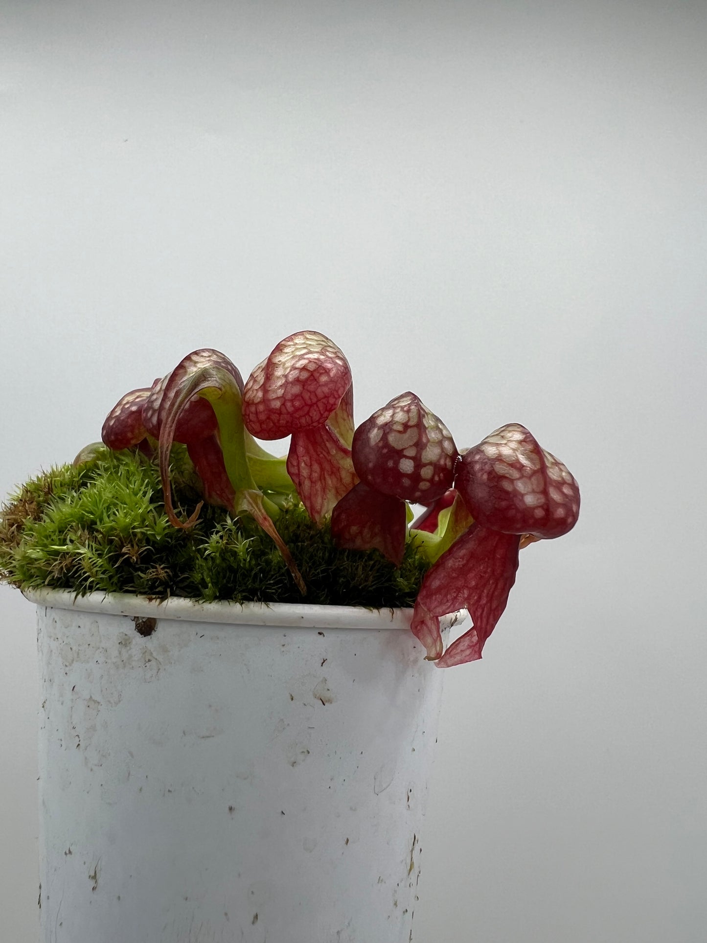 Darlingtonia californica (Cobra Pitcher Plant) - Seed Grown #137