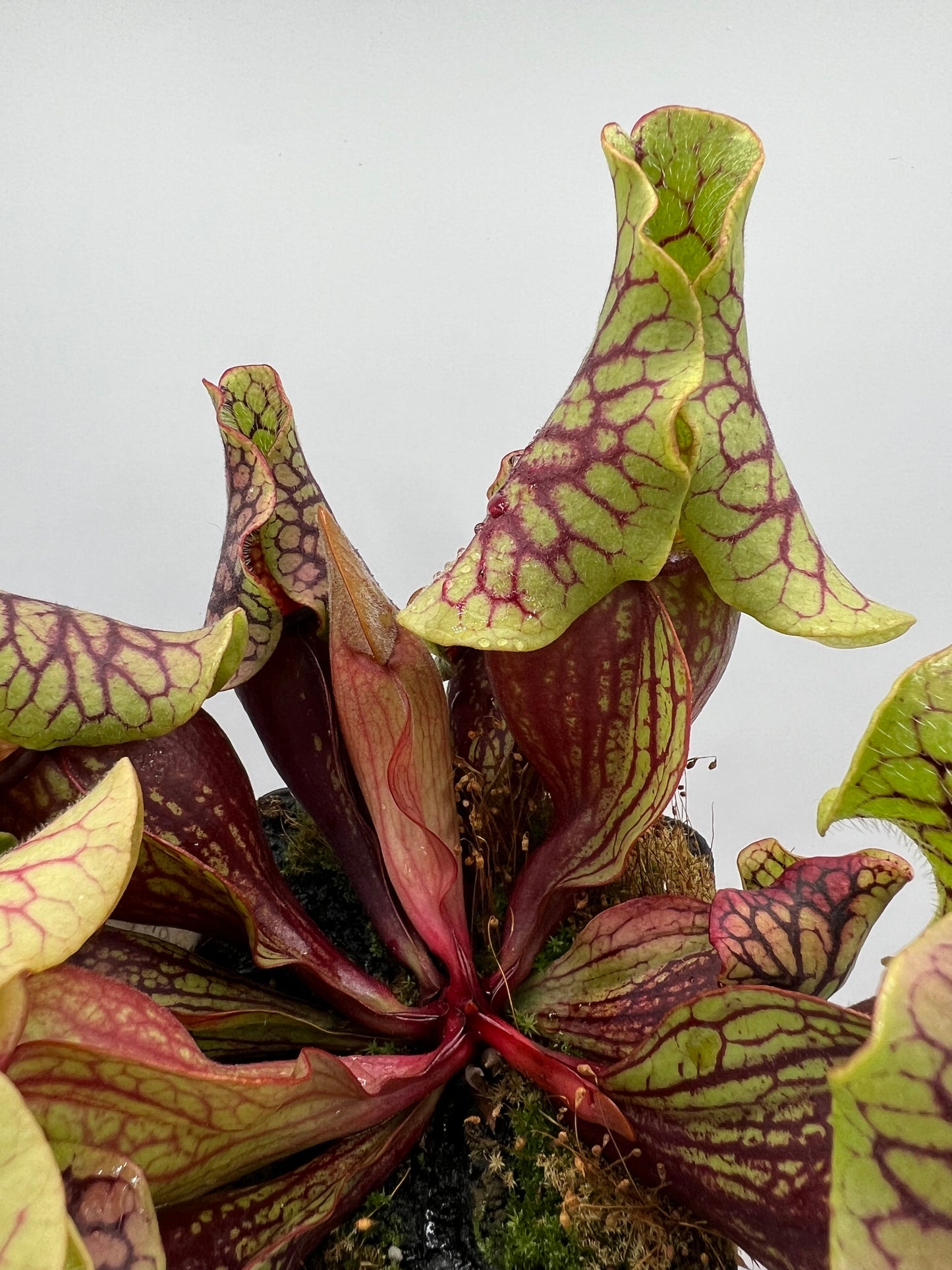 Sarracenia purpurea ssp. venosa “Little Carnivores” - Seed Grown #26