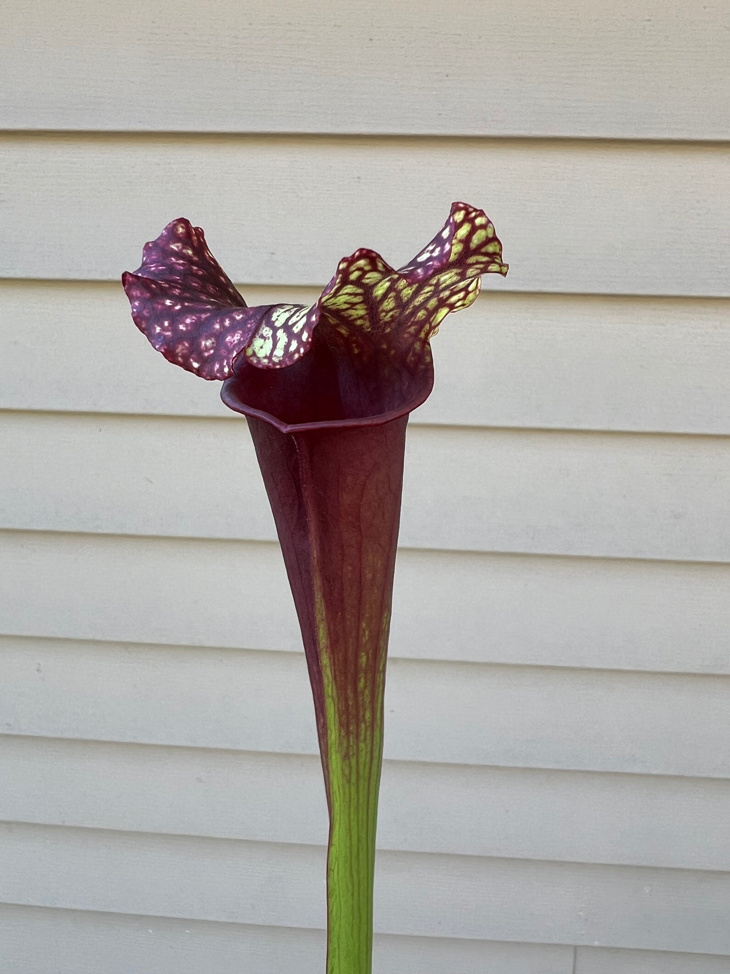 Sarracenia ‘Wizzleberry Toad’ x ‘Saxapahaw’ #4