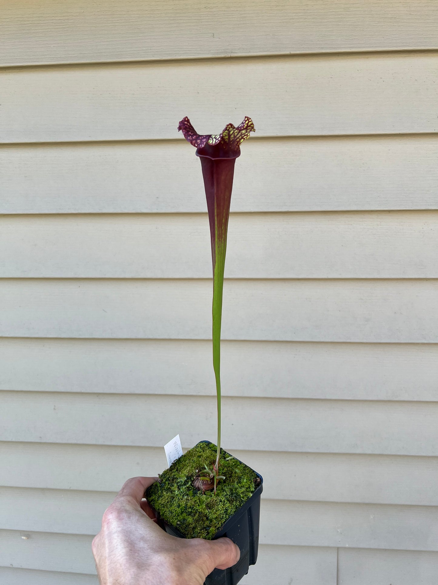 Sarracenia ‘Wizzleberry Toad’ x ‘Saxapahaw’ #4