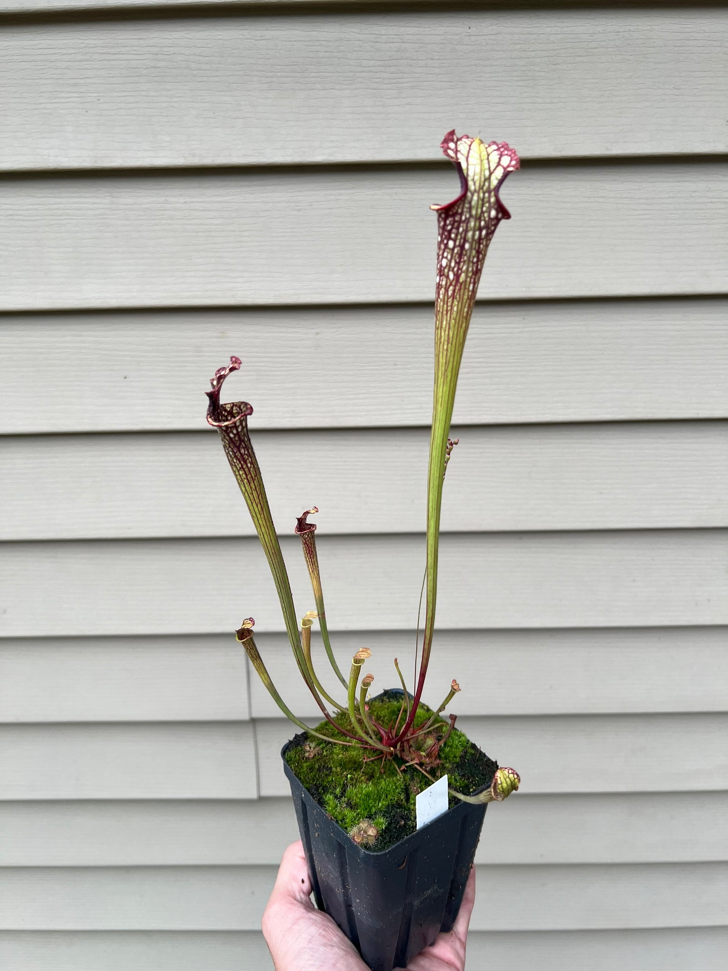 Sarracenia ‘Leah Wilkerson’ x ‘Leviathan’ - Seed Grown #6