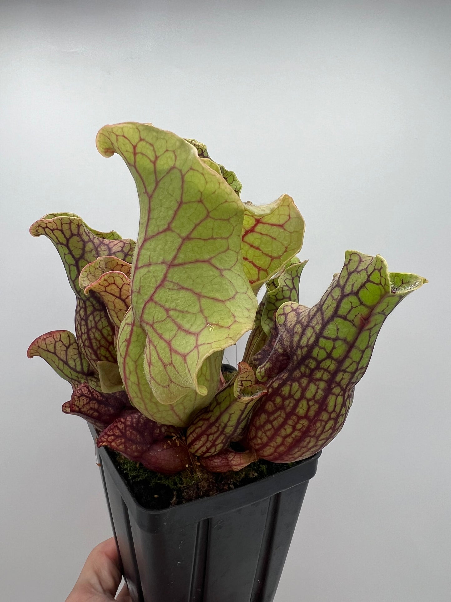 Sarracenia purpurea ssp. venosa “Little Carnivores” - Seed Grown #20