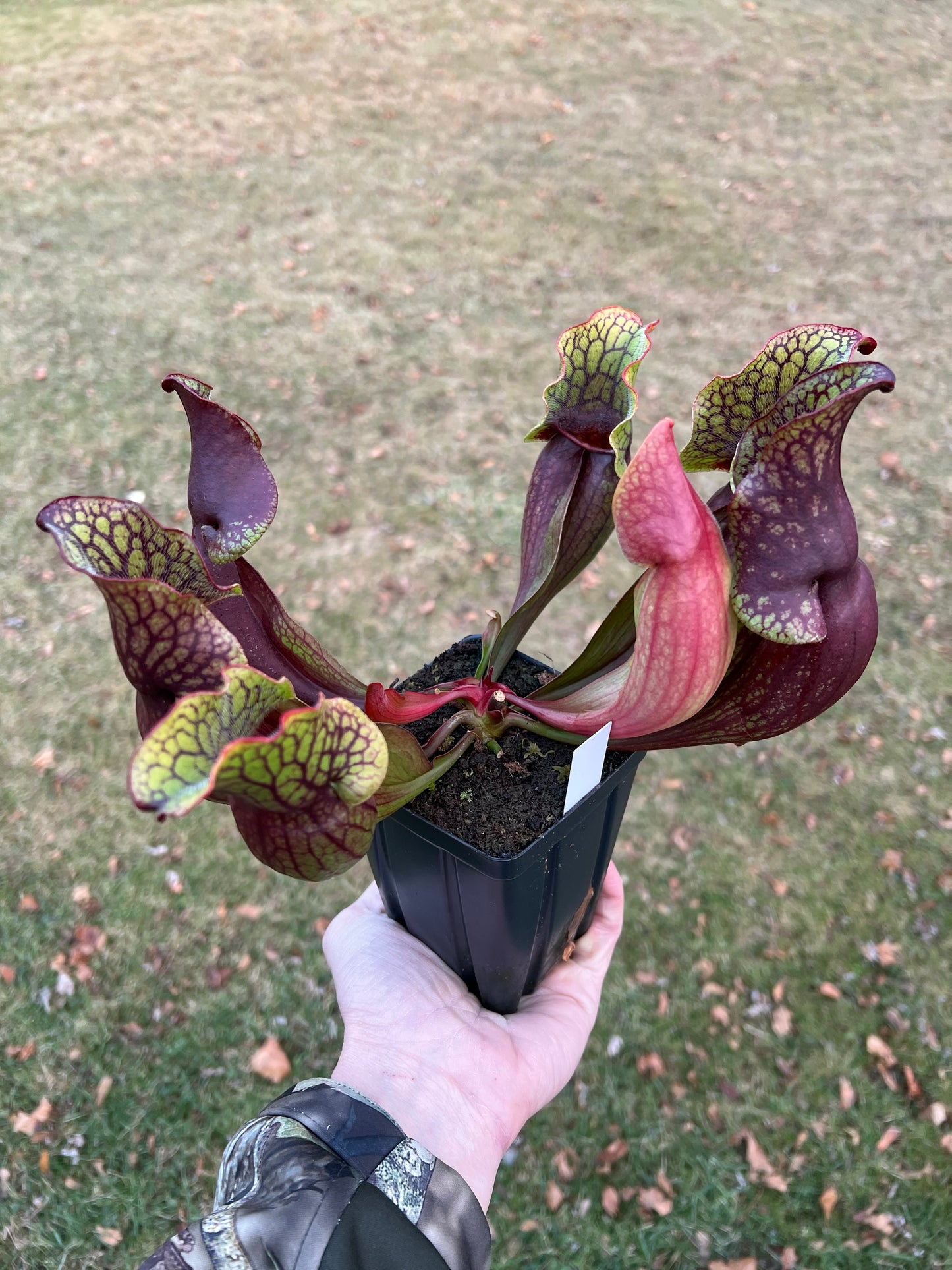 Sarracenia purpurea ssp. purpurea “Special” #4