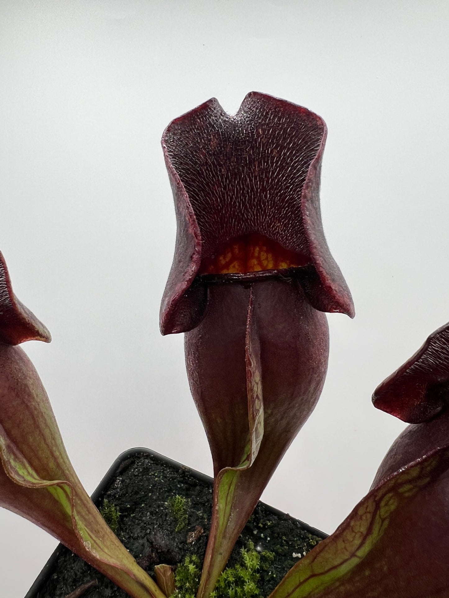 Sarracenia purpurea ssp. purpurea (Centre Co, PA) - Seed Grown #57