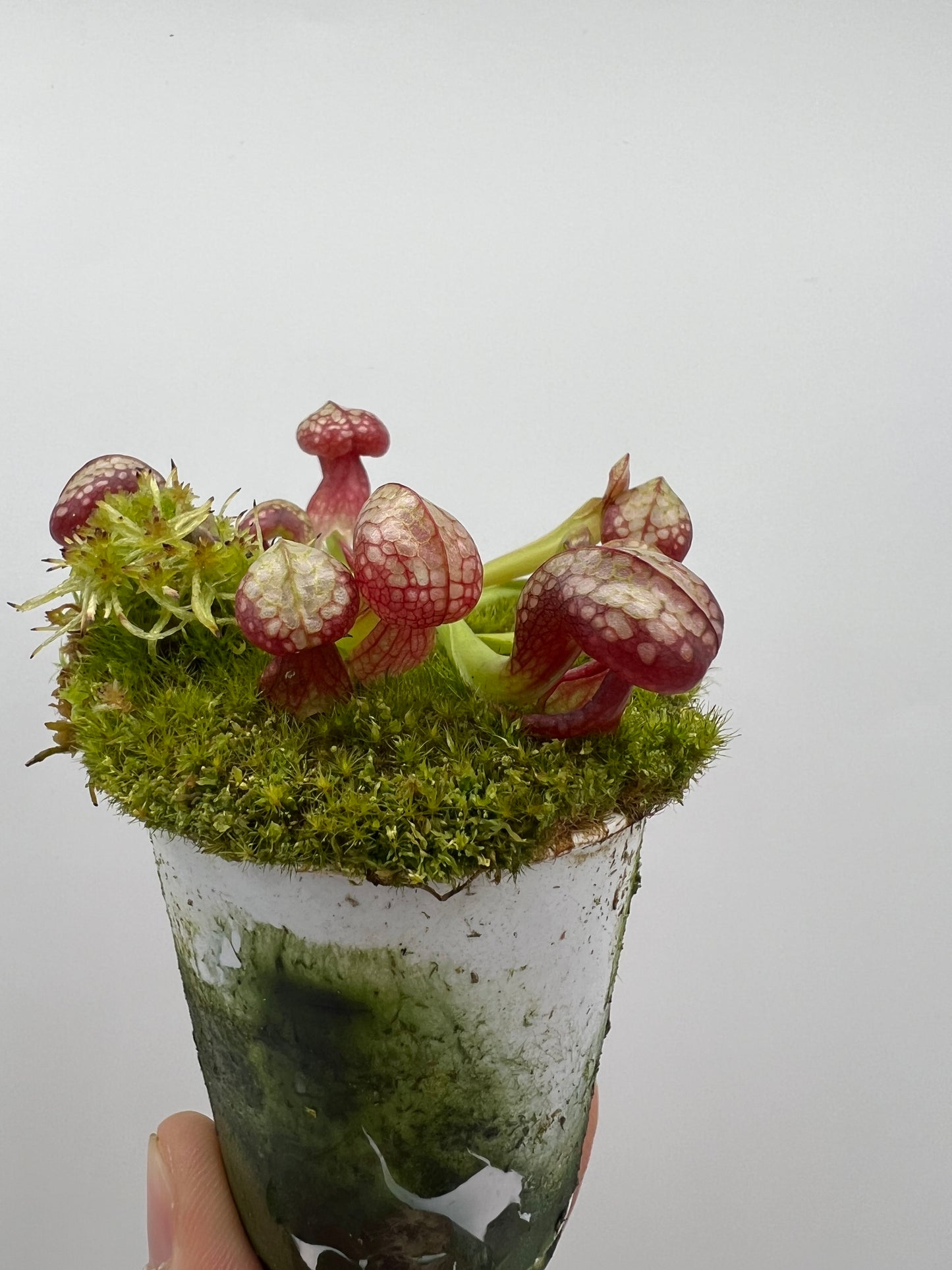 Darlingtonia californica (Cobra Pitcher Plant) - Seed Grown #112