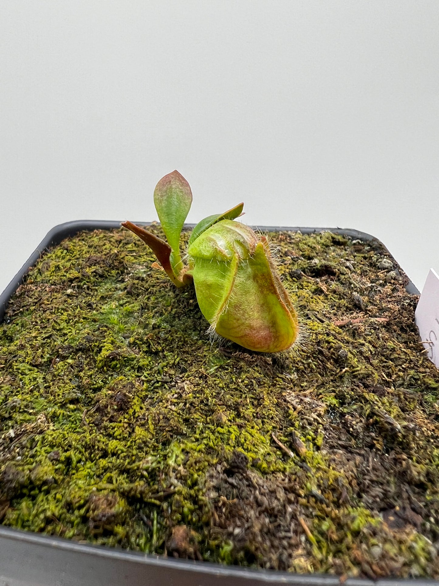 Cephalotus follicularis “Purple/Black” - Eric Smooth