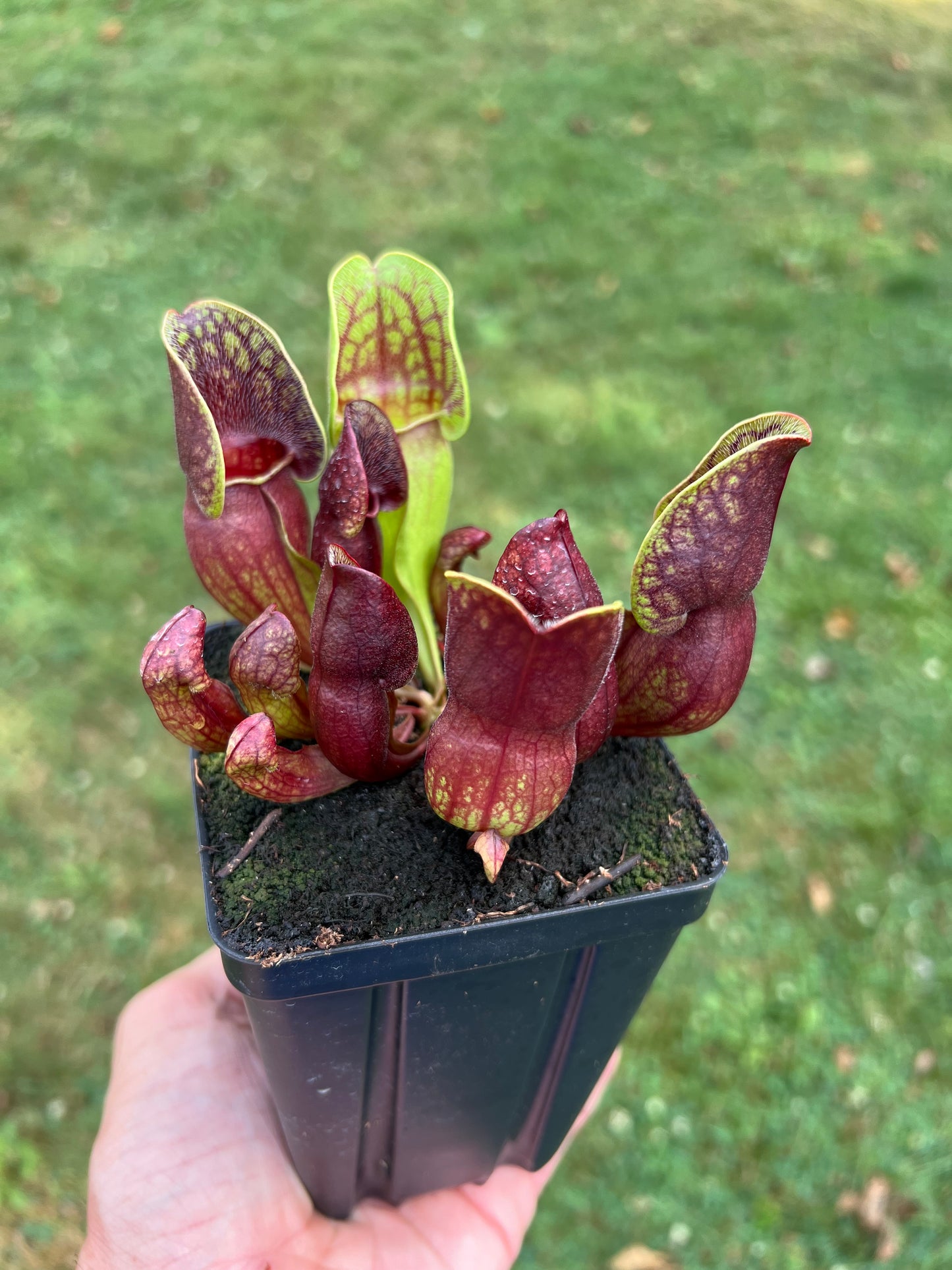 Sarracenia purpurea ssp. purpurea (Centre Co, PA) - Seed Grown #54