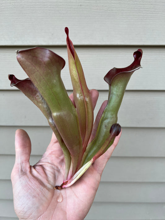 Heliamphora “Nutans Giant” x (tatei x folliculata) SG 8.14.19 LC1 - Division D