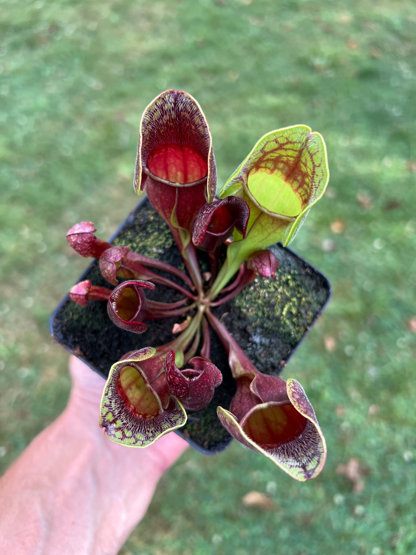 Sarracenia purpurea ssp. purpurea (Centre Co, PA) - Seed Grown #54