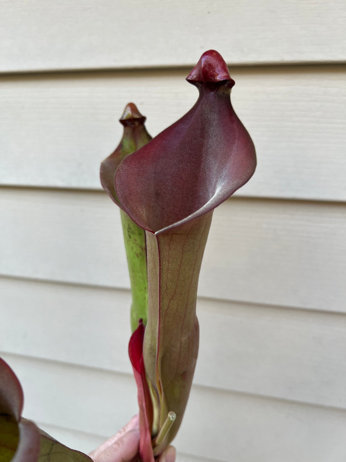 Heliamphora “Nutans Giant” x (tatei x folliculata) SG 8.14.19 LC1 - Division A