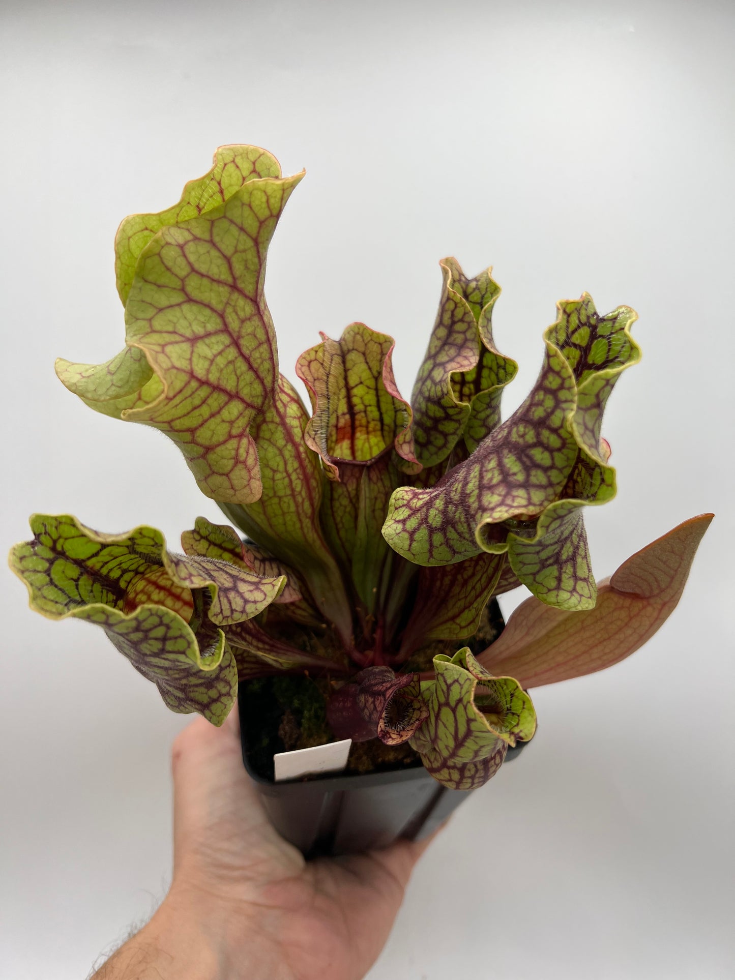 Sarracenia purpurea ssp. venosa “Little Carnivores” - Seed Grown #20