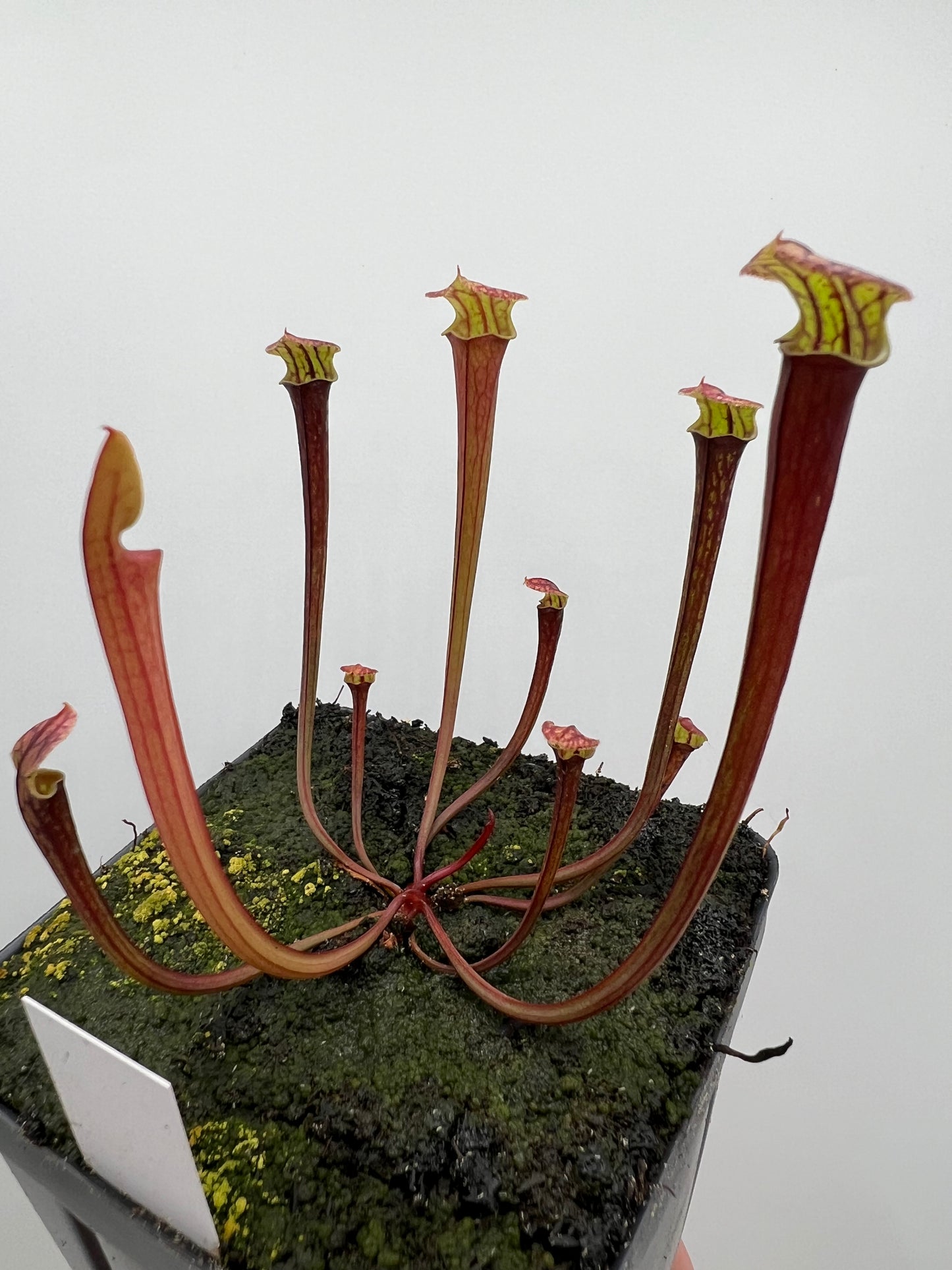 Sarracenia flava var. rubricorpora x “Strawberry Milkshake” - Seed Grown #3