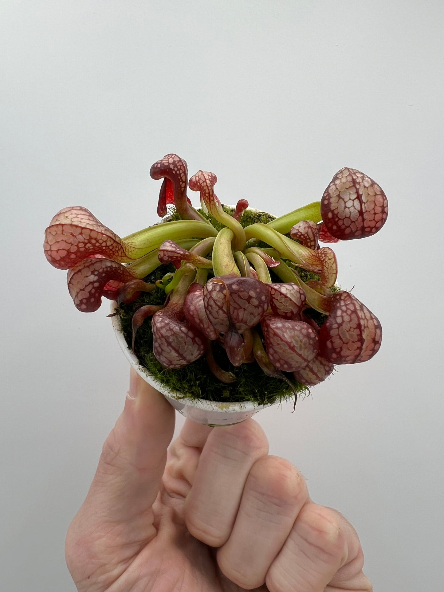 Darlingtonia californica (Cobra Pitcher Plant) - Seed Grown #140