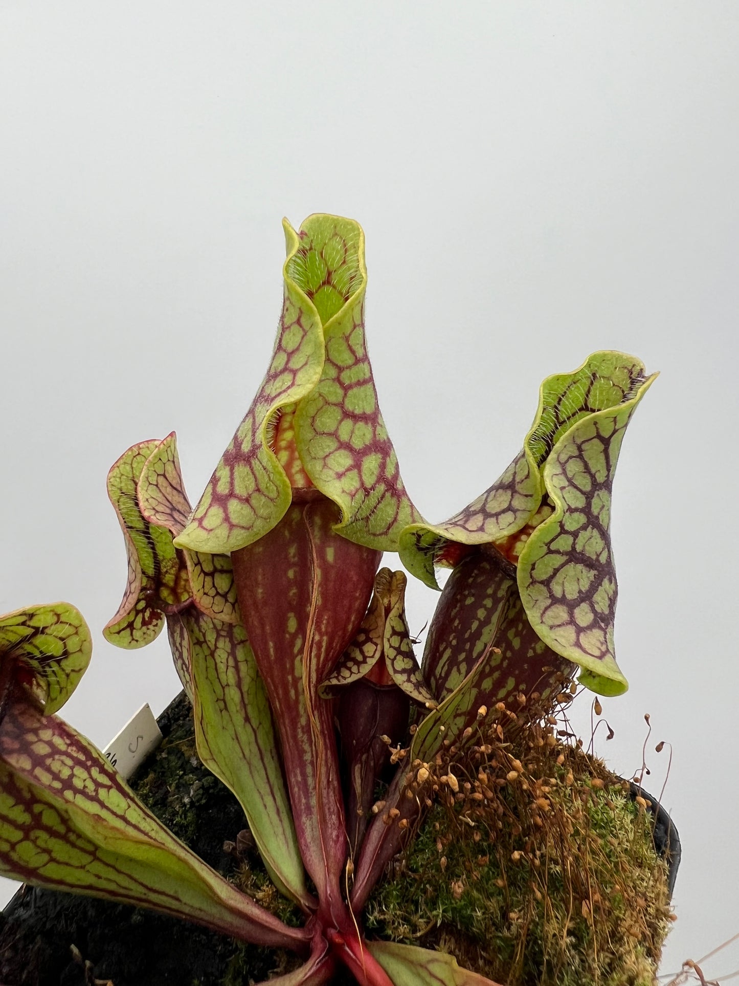 Sarracenia purpurea ssp. venosa “Little Carnivores” - Seed Grown #26