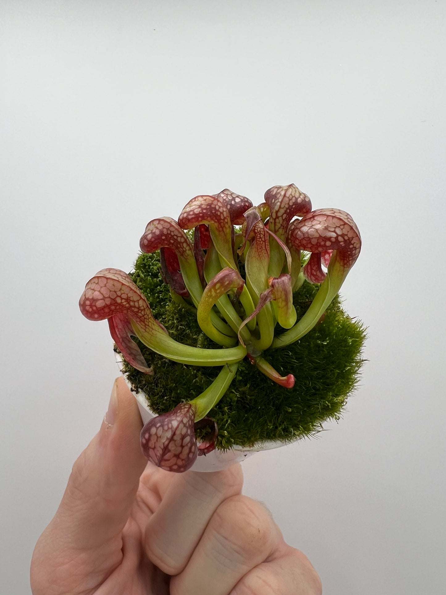 Darlingtonia californica (Cobra Pitcher Plant) - Seed Grown #109