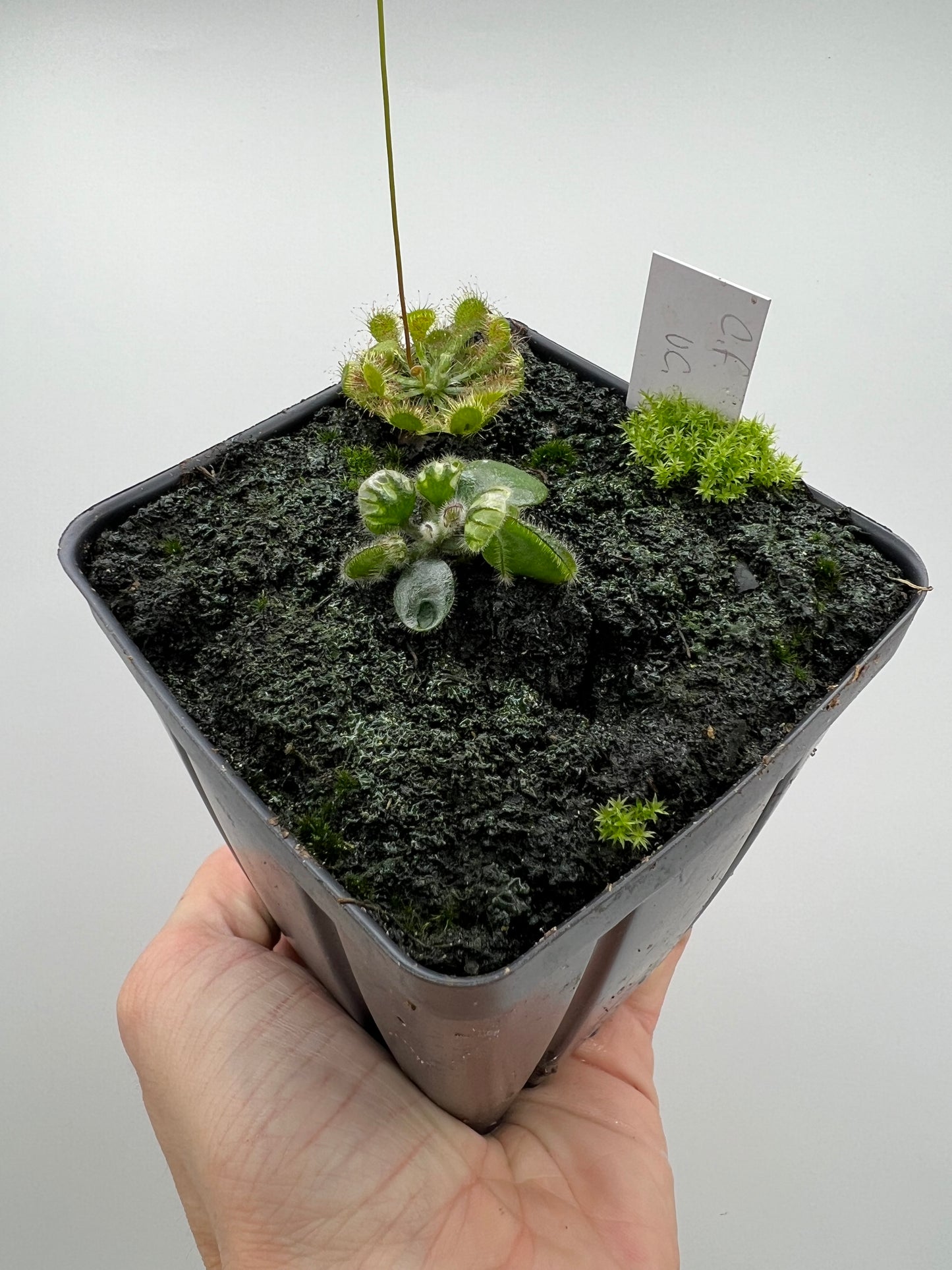 Cephalotus follicularis “UC Davis”