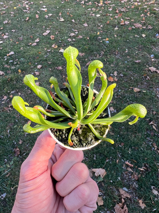 Darlingtonia californica - Seed Grown #51