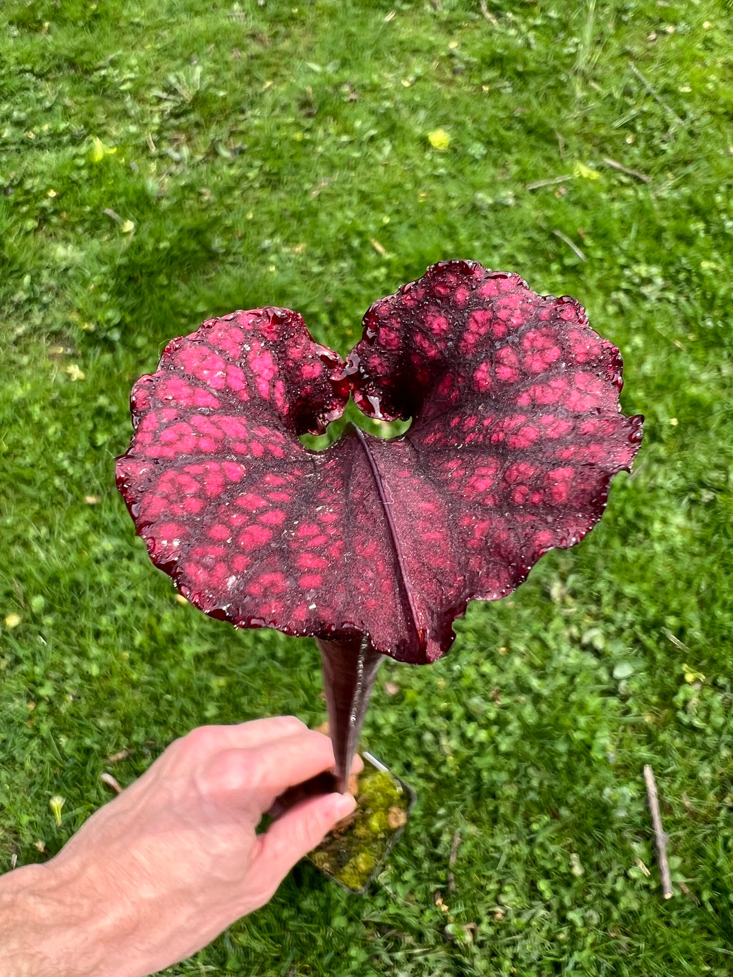 Sarracenia “Hawaiian Ice” x ‘Adrian Slack’