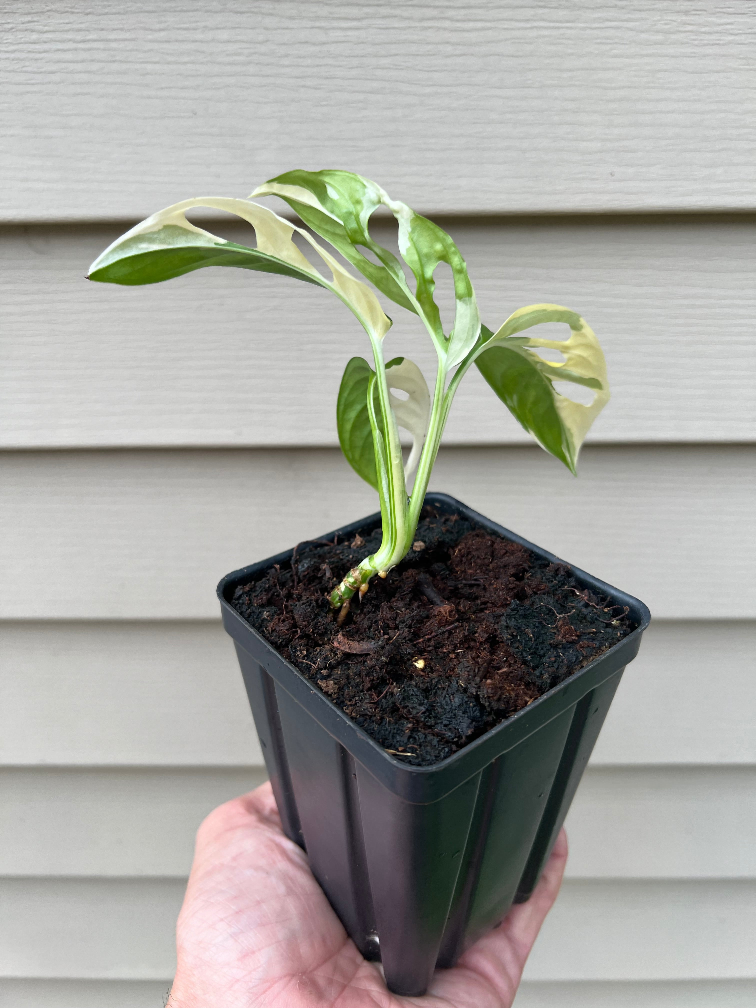 Monstera adansonii variegated – Little Carnivores