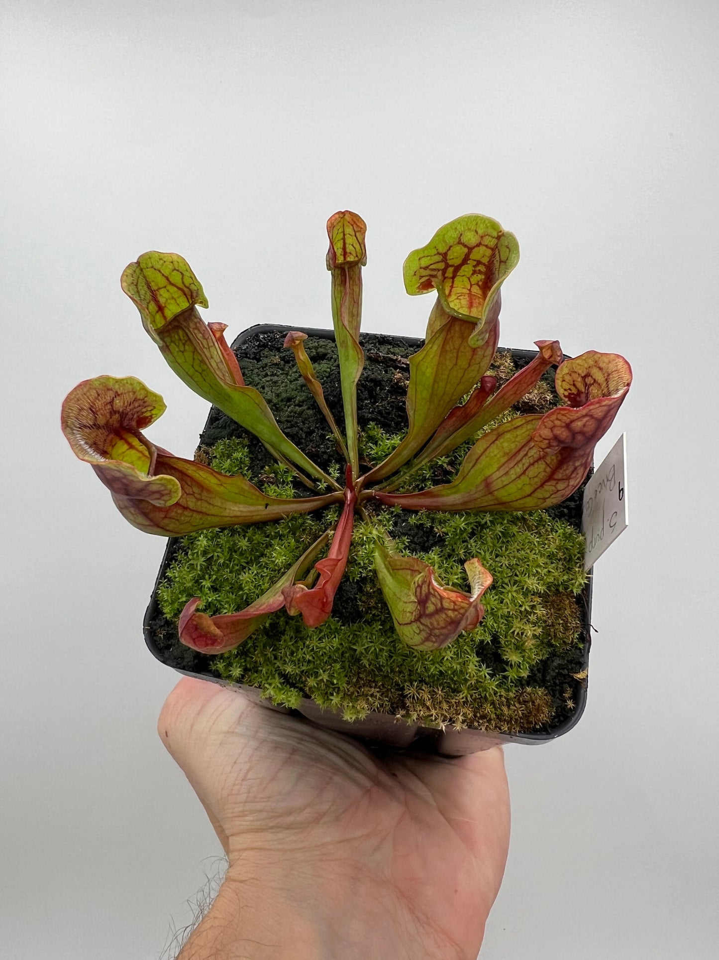 Sarracenia purpurea ssp. purpurea (Bruce Co, Ontario Canada) - Seed Grown #9