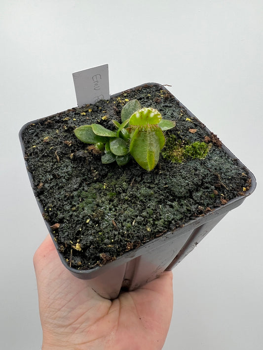 Cephalotus follicularis “Emu Pointe”