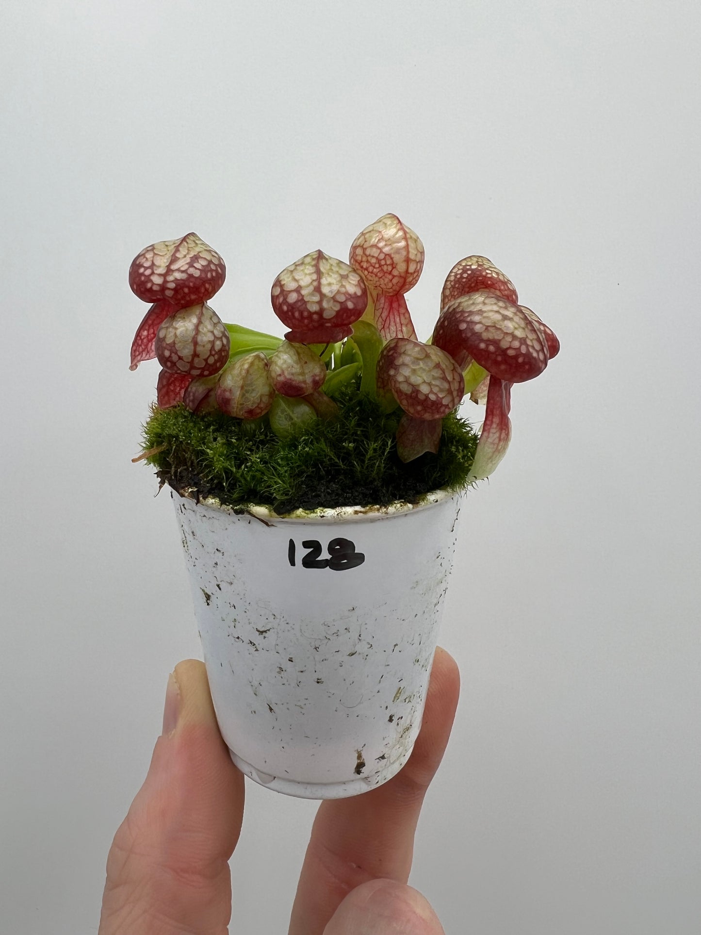 Darlingtonia californica (Cobra Pitcher Plant) - Seed Grown #128