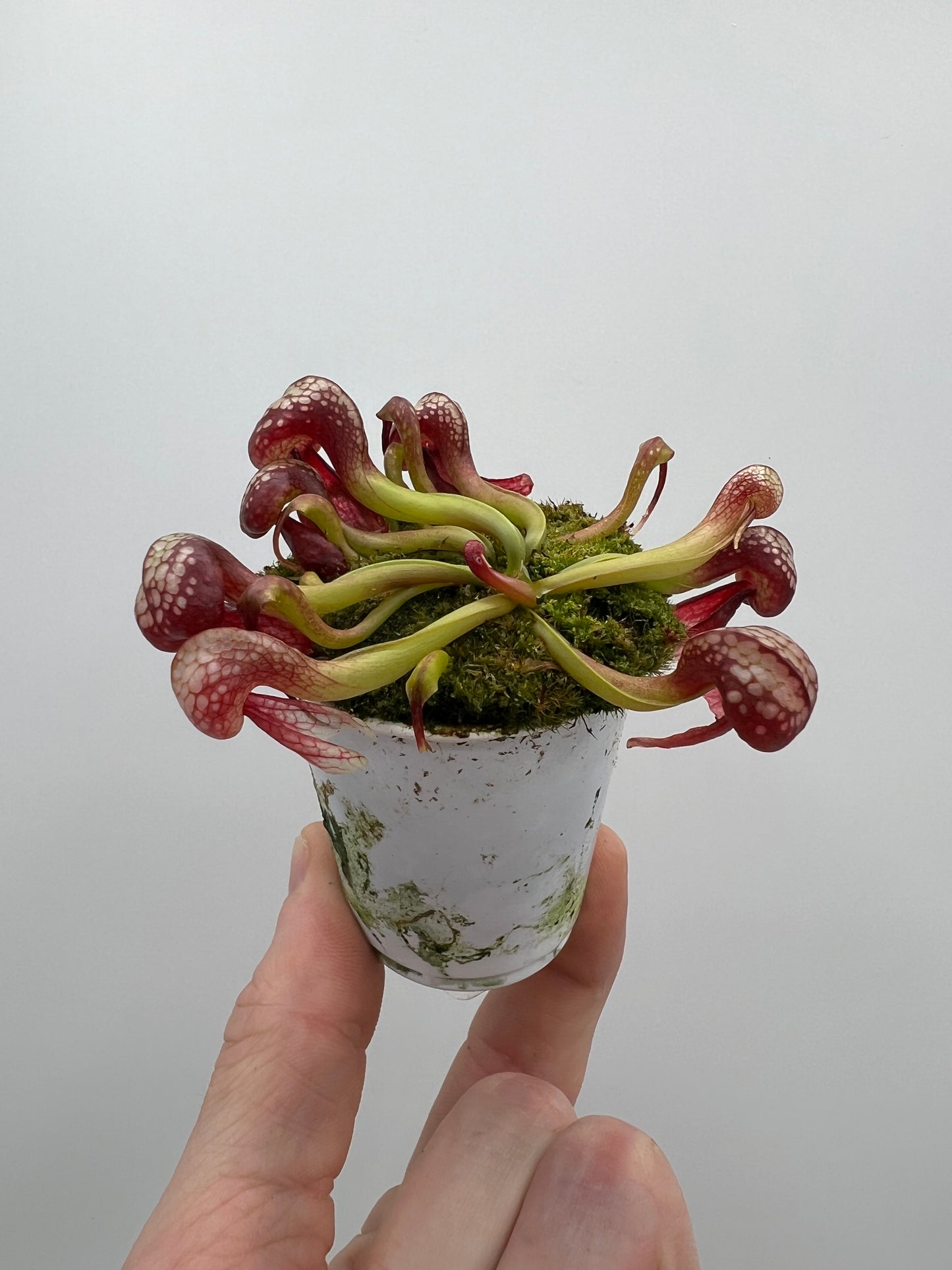 Darlingtonia californica (Cobra Pitcher Plant) - Seed Grown #129