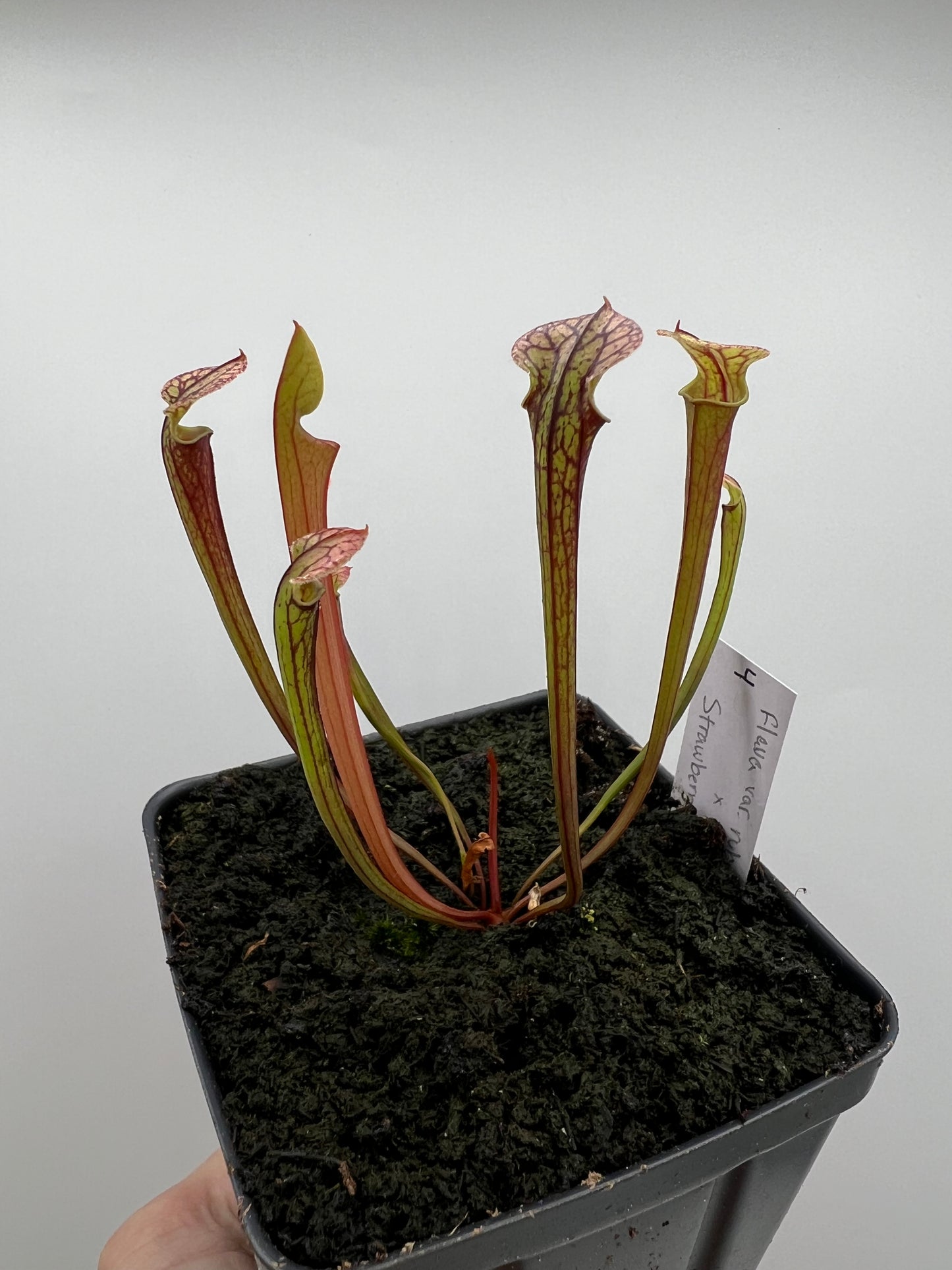 Sarracenia flava var. rubricorpora x “Strawberry Milkshake” - Seed Grown #4