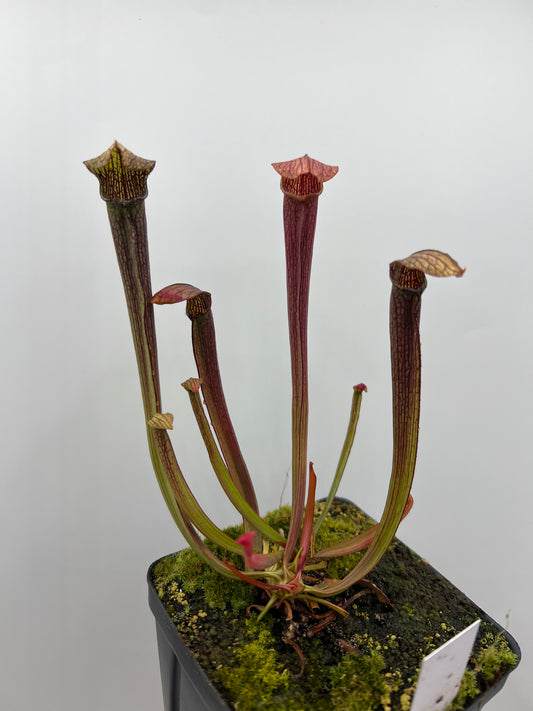 Sarracenia rubra ssp. rubra - Seed Grown