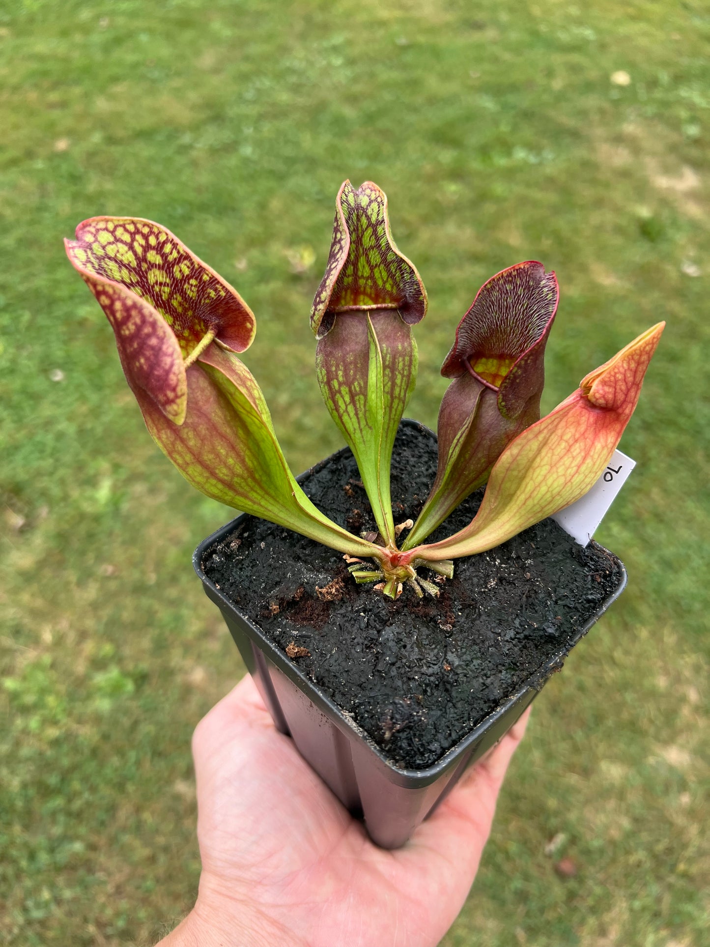 Sarracenia purpurea ssp. purpurea (Centre Co, PA) - Seed Grown #70