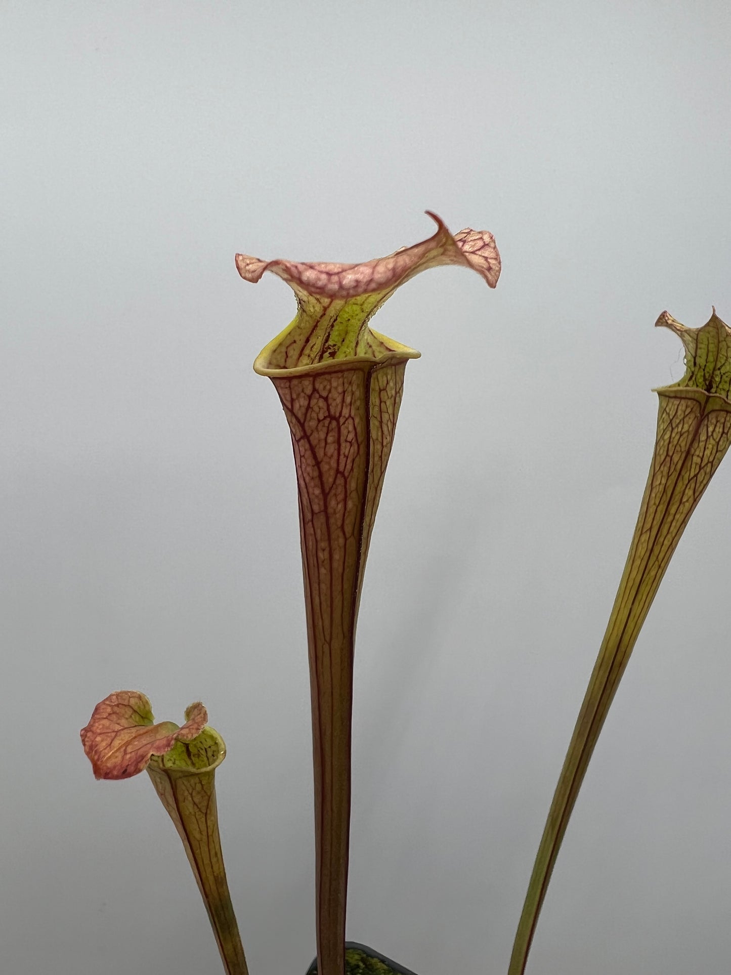 Sarracenia flava var. rubricorpora x “Strawberry Milkshake” - Seed Grown #8