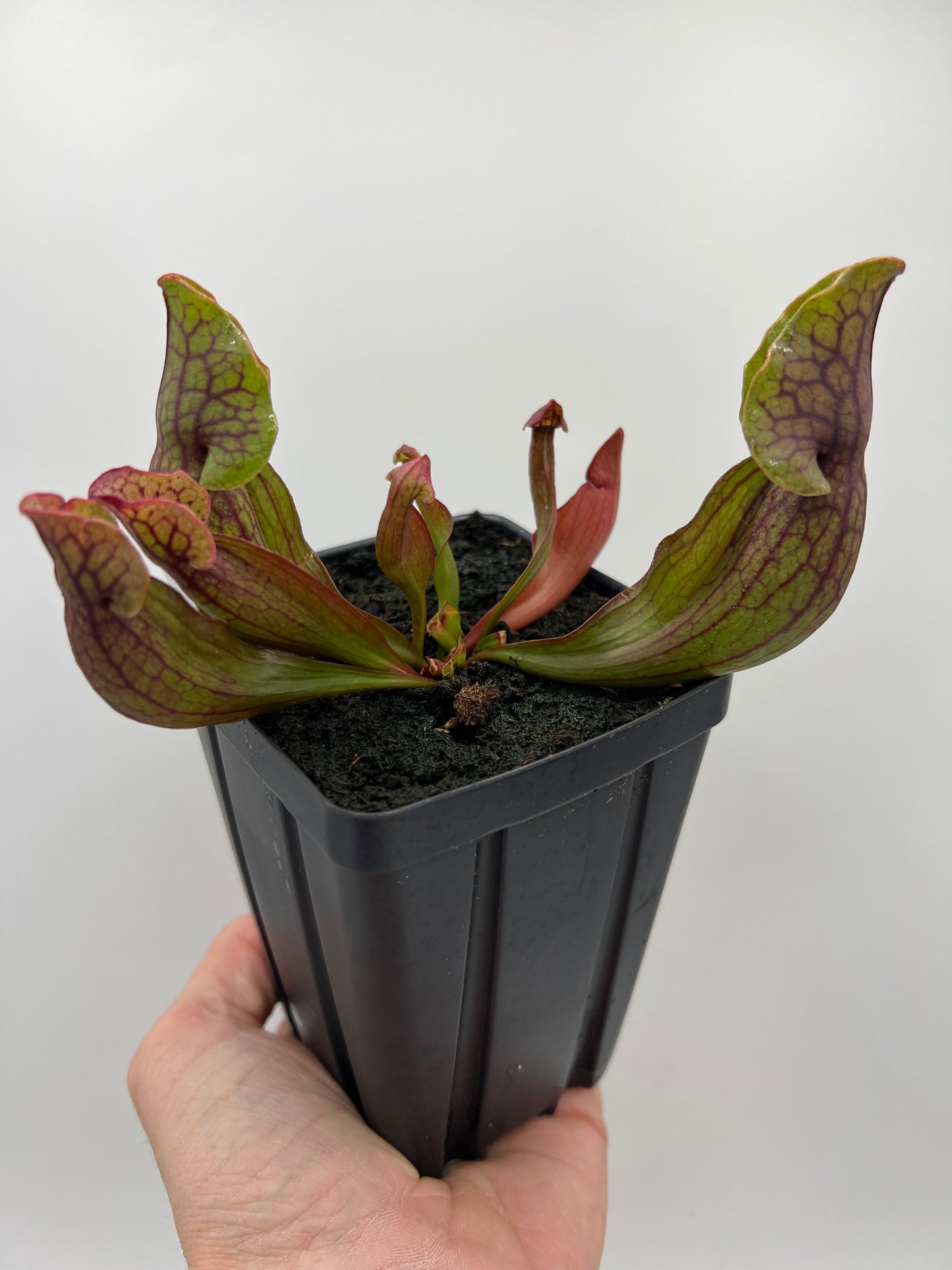 Sarracenia purpurea ssp. purpurea (Norfolk Co, MA) x (Bruce Co, Ontario Canada) - Seed Grown #1