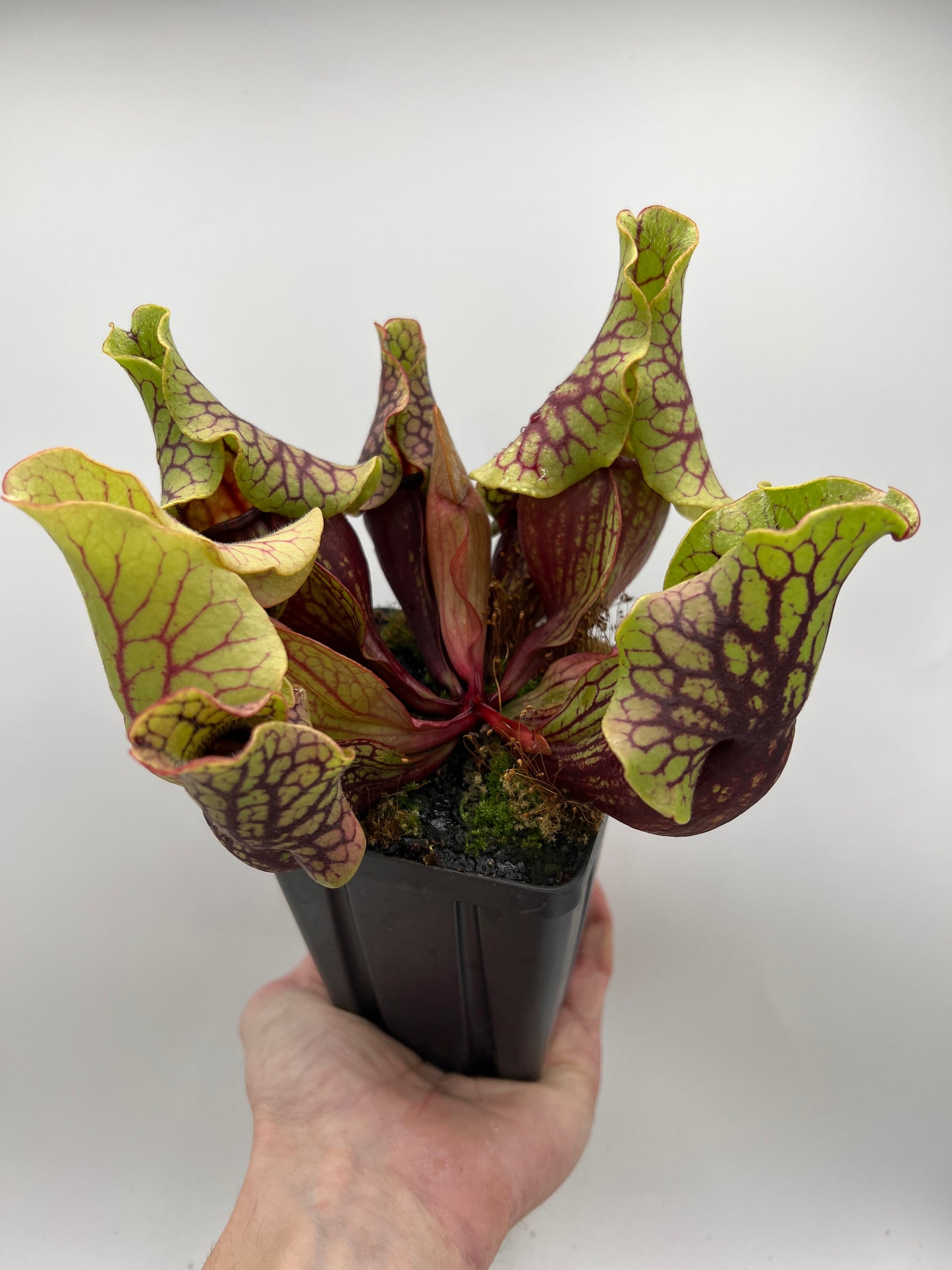 Sarracenia purpurea ssp. venosa “Little Carnivores” - Seed Grown #26