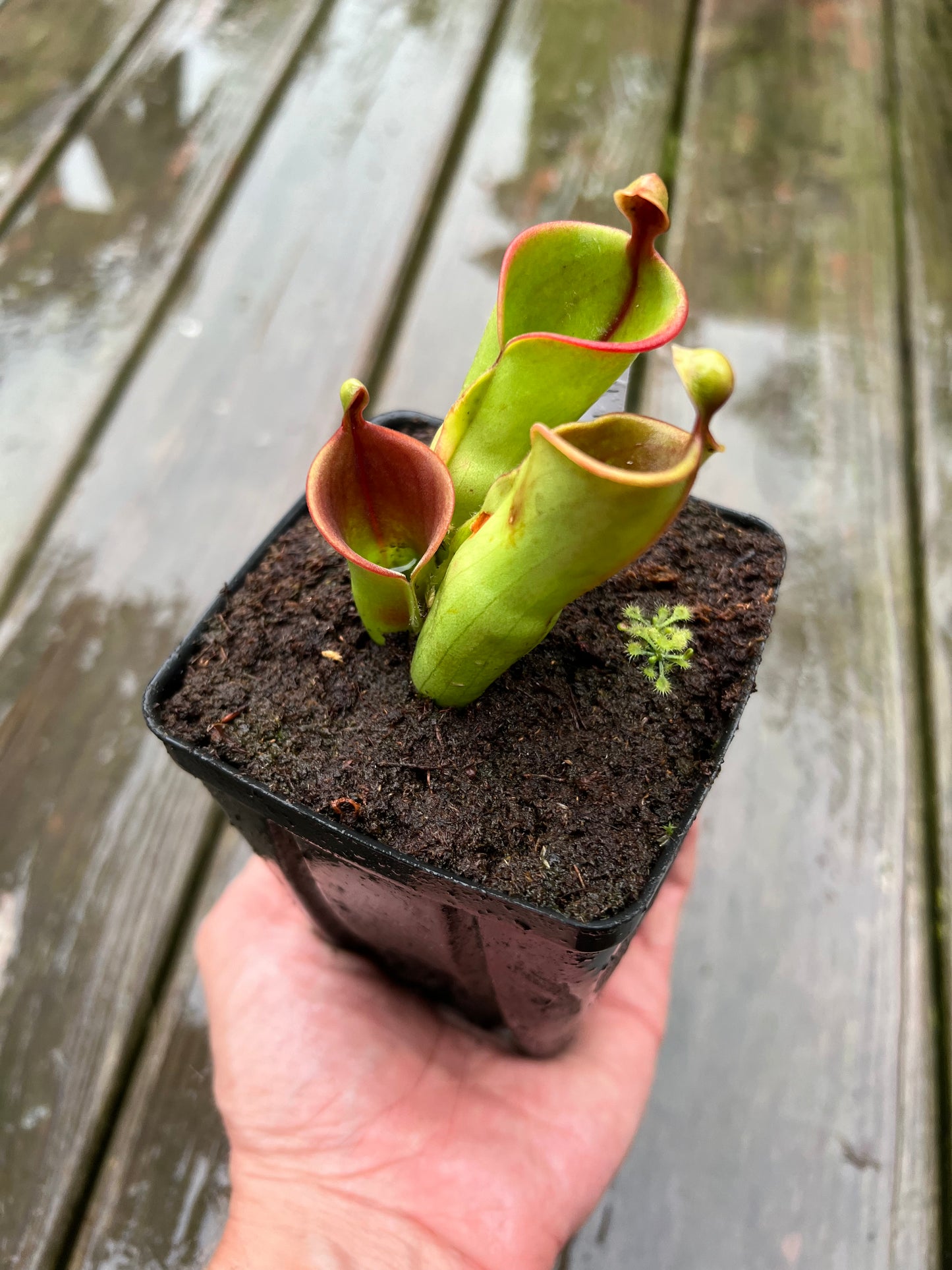 Heliamphora heterodoxa x minor - Potted Division