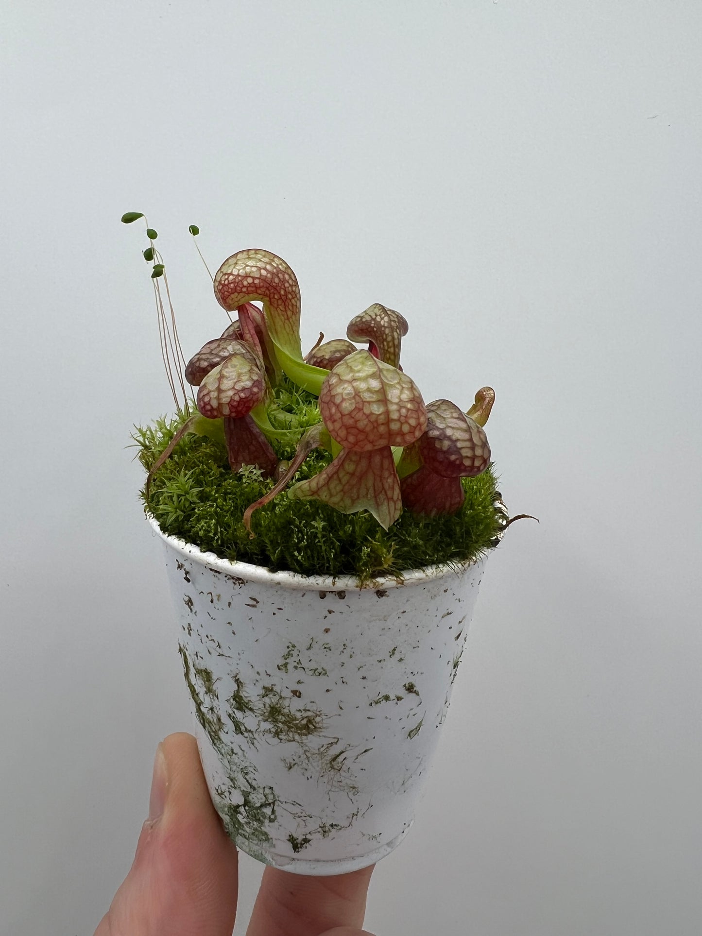 Darlingtonia californica (Cobra Pitcher Plant) - Seed Grown #119