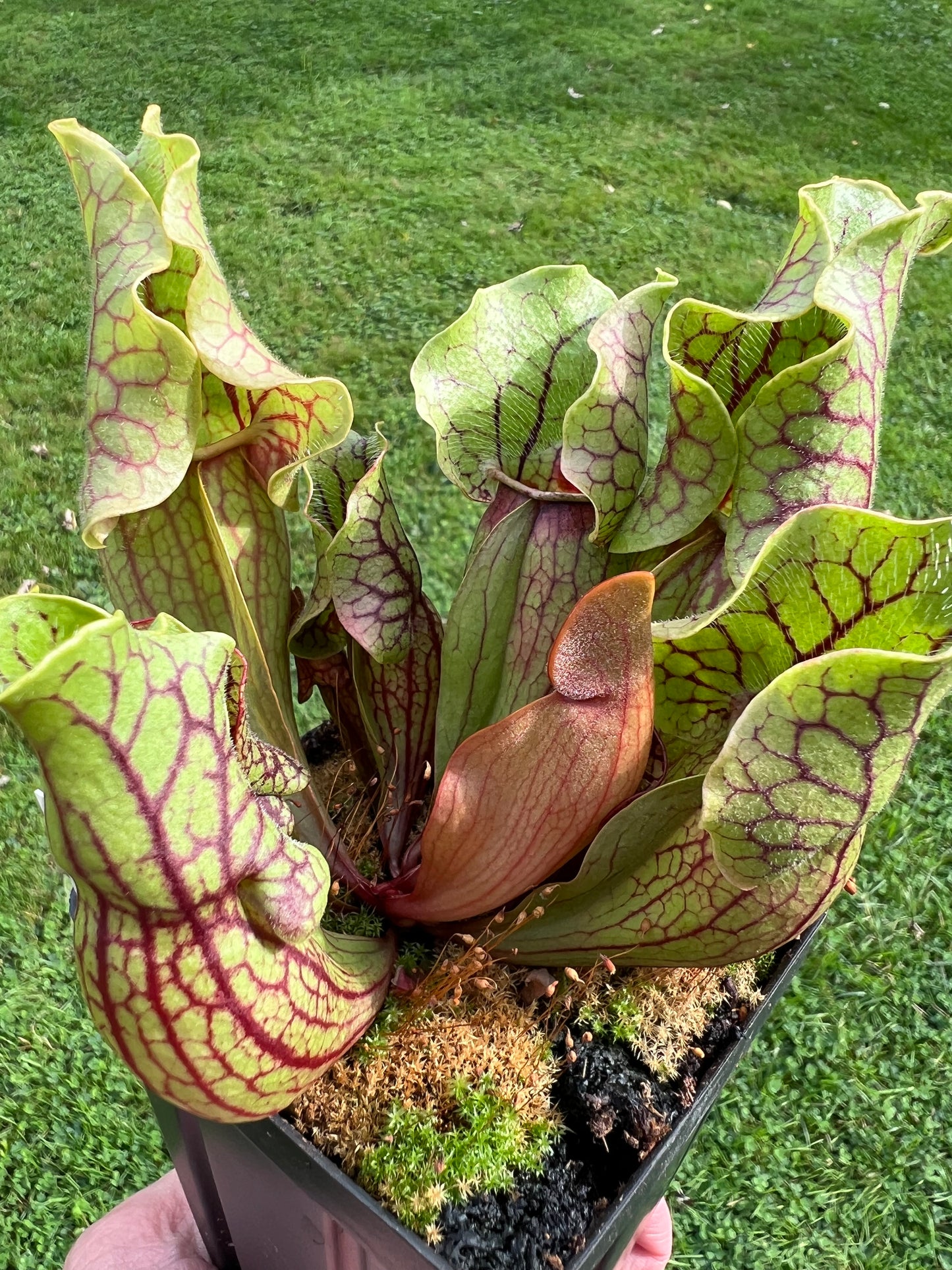 Sarracenia purpurea ssp. venosa “Little Carnivores” - Seed Grown #20