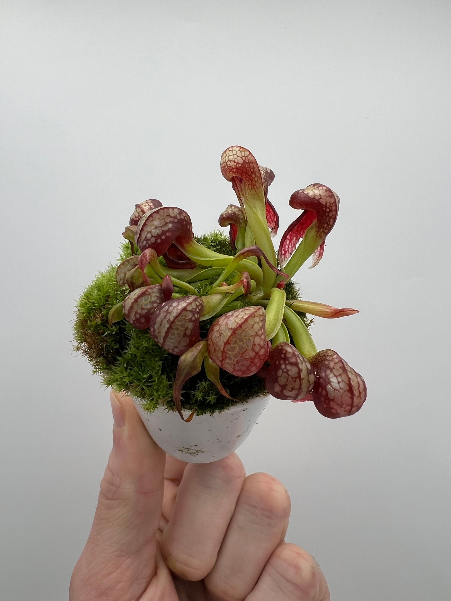 Darlingtonia californica (Cobra Pitcher Plant) - Seed Grown #137